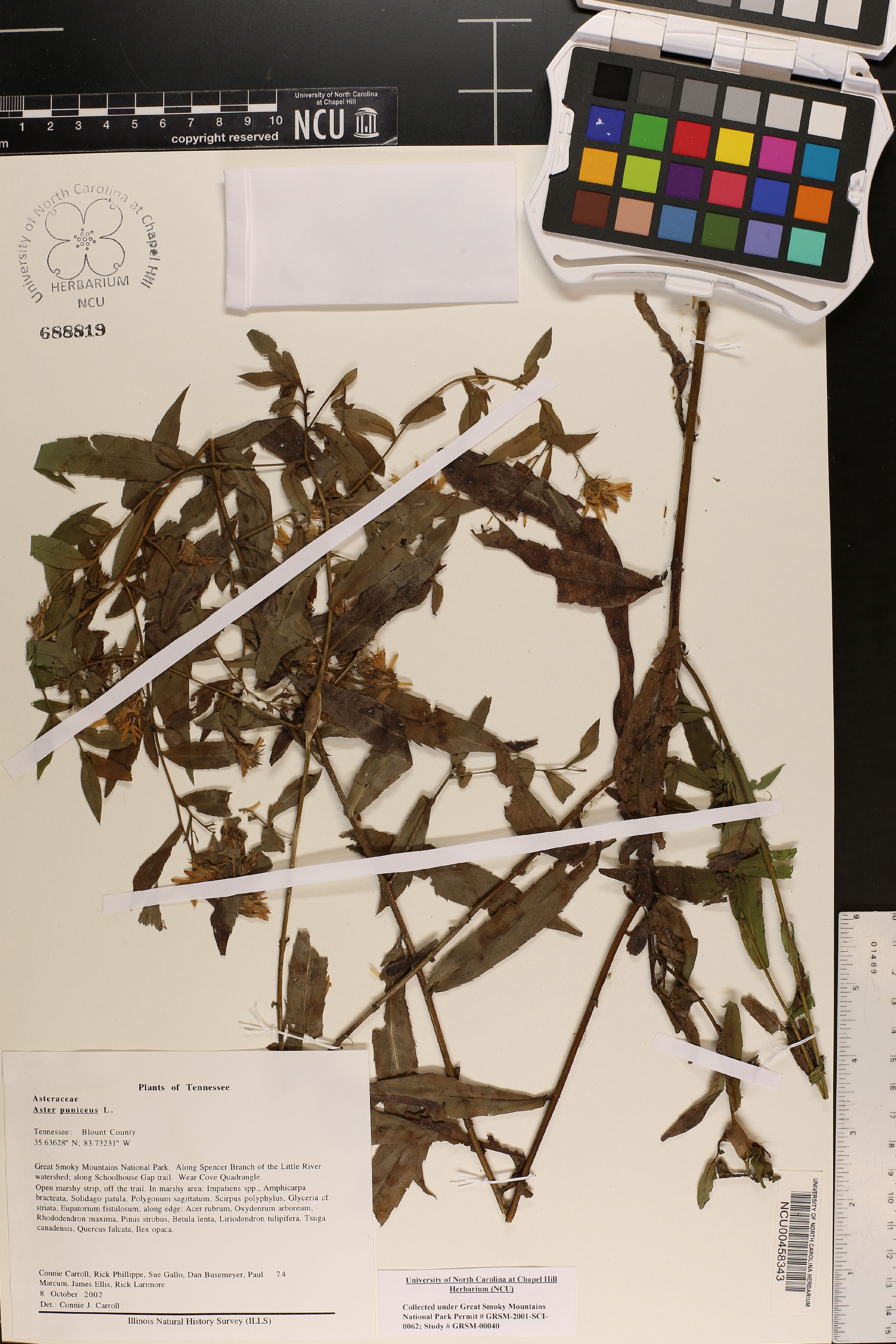 Aster puniceus - 67