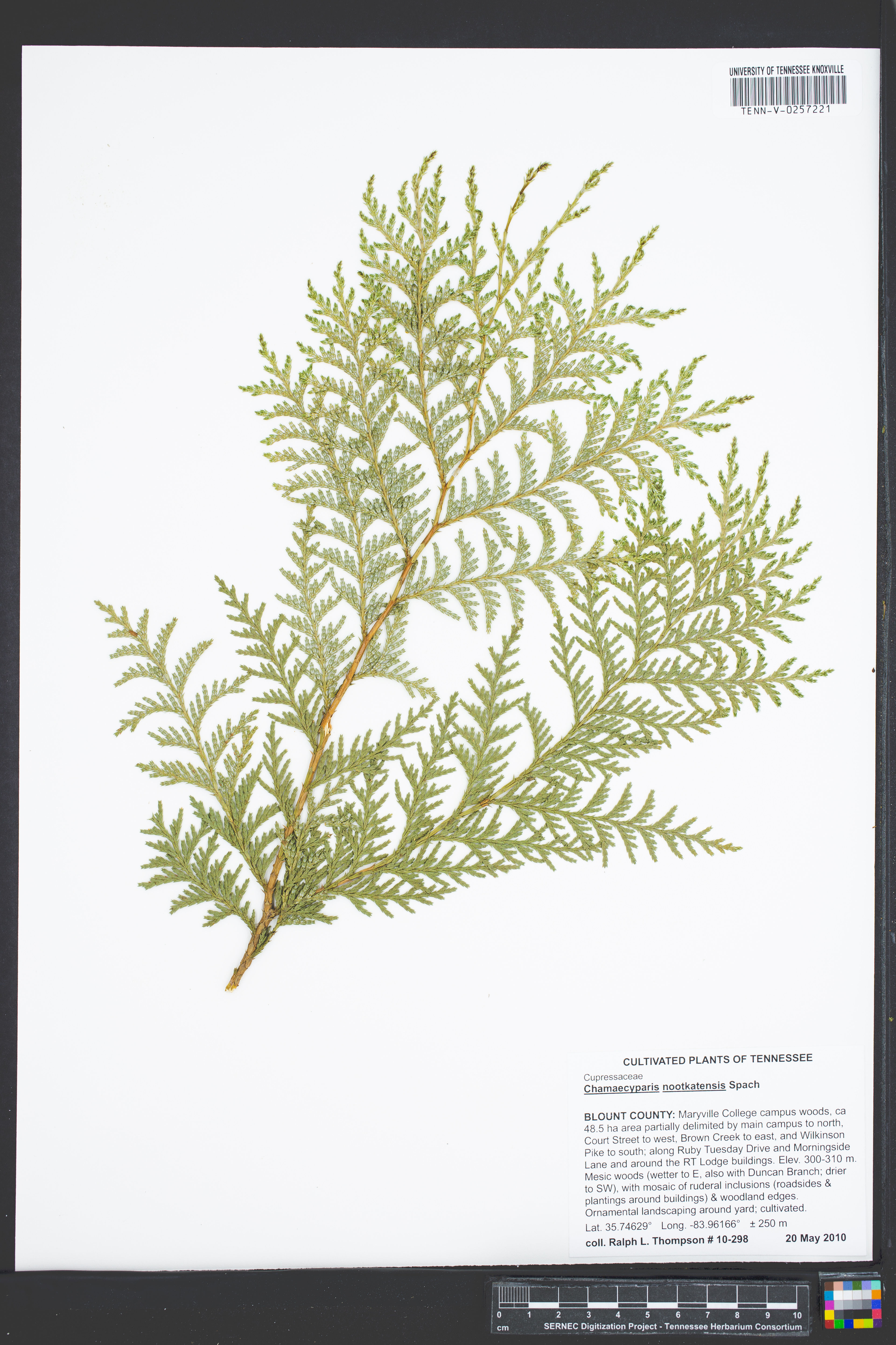 Chamaecyparis nootkatensis - 17