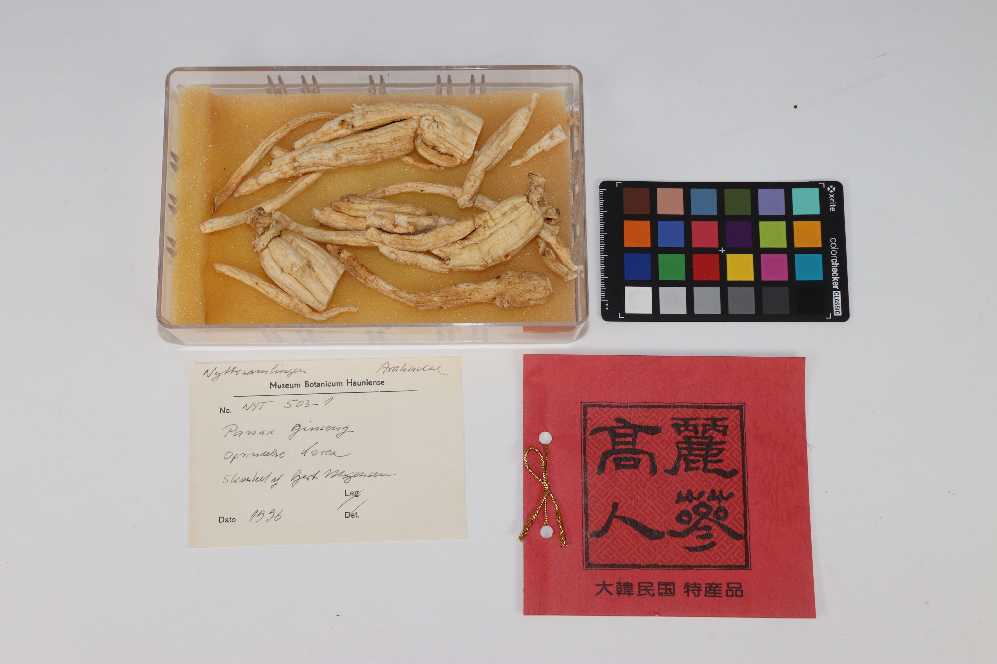 Panax ginseng - 81