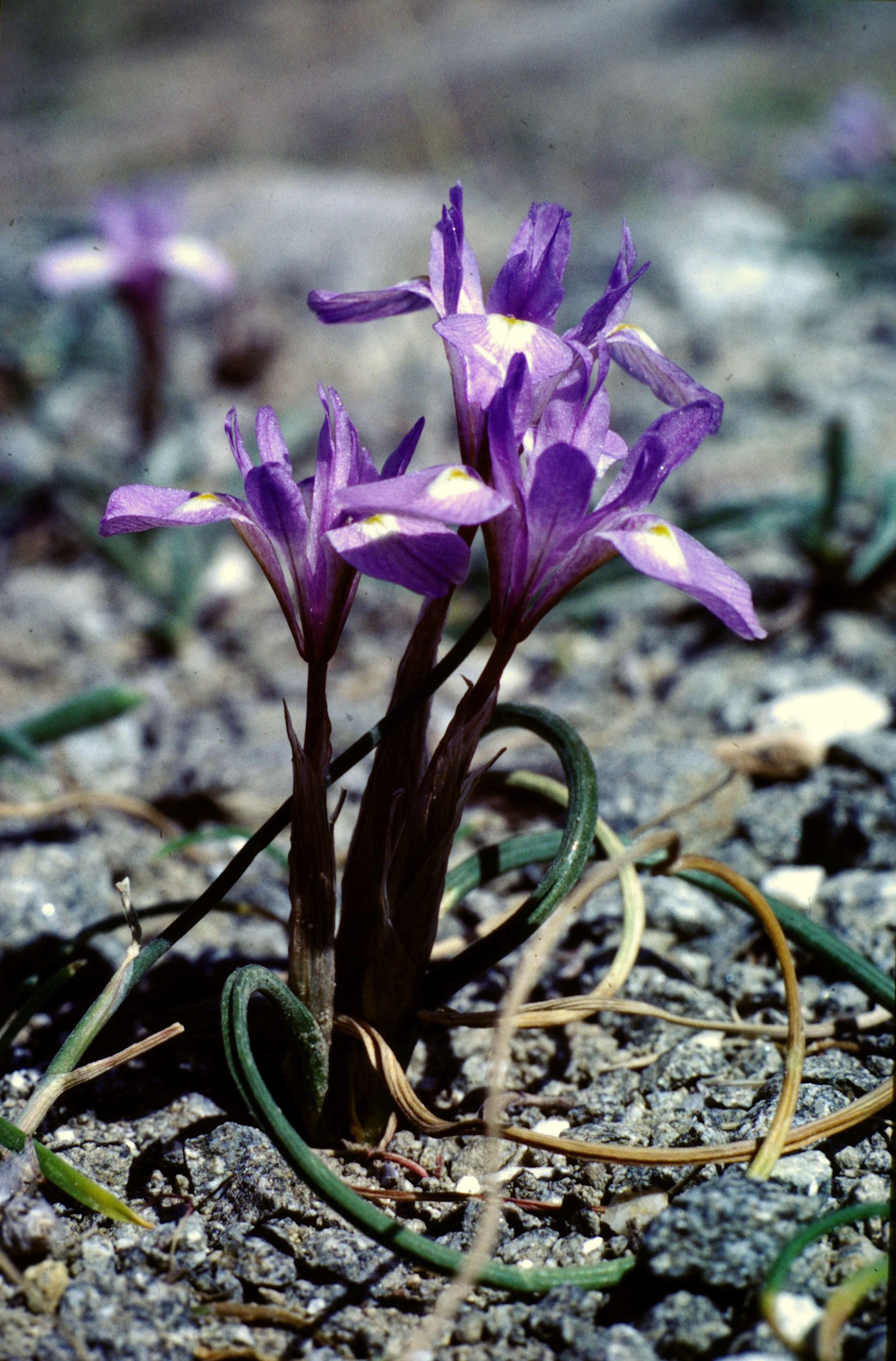 Gynandriris sisyrinchium - 8