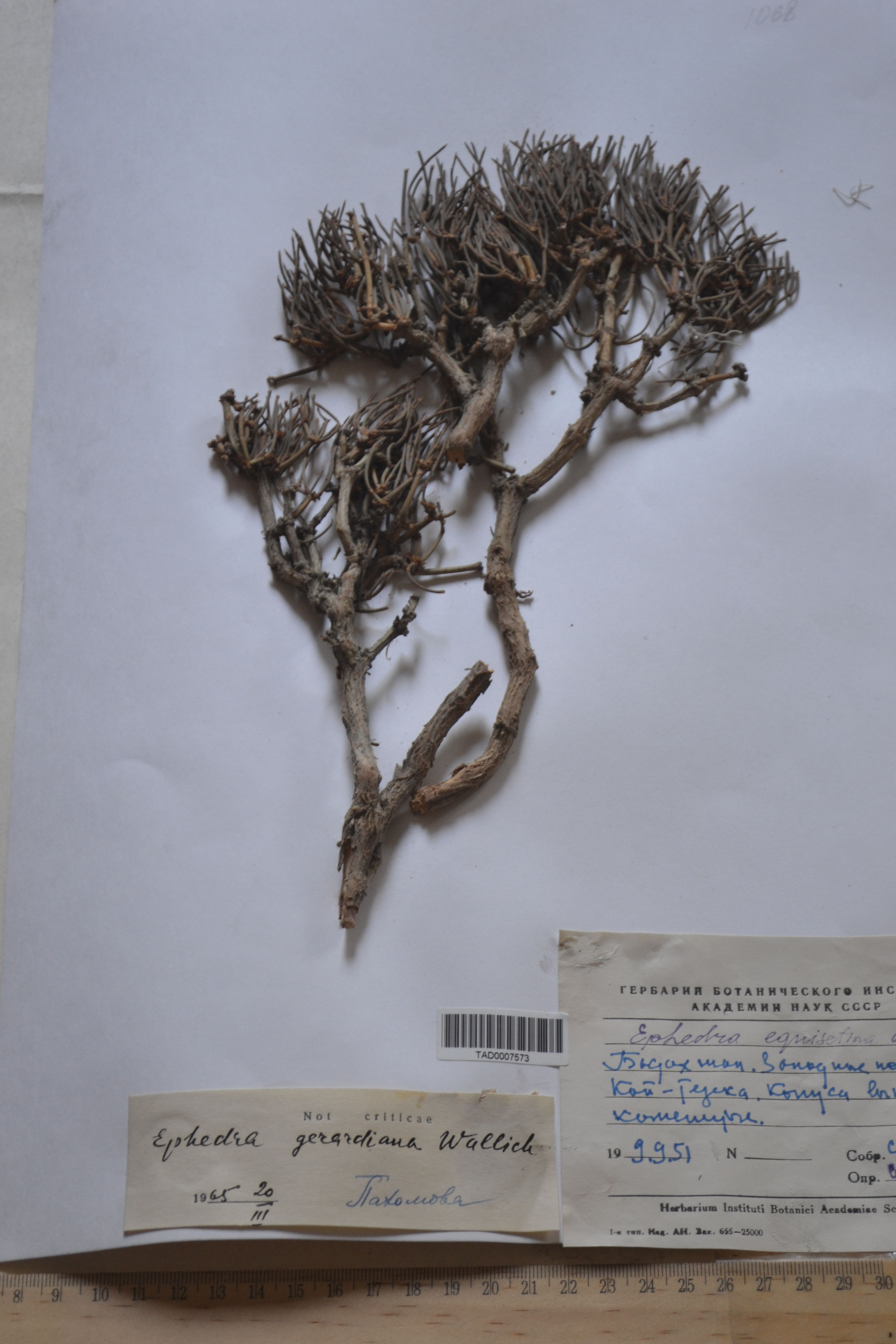 Ephedra gerardiana - 44