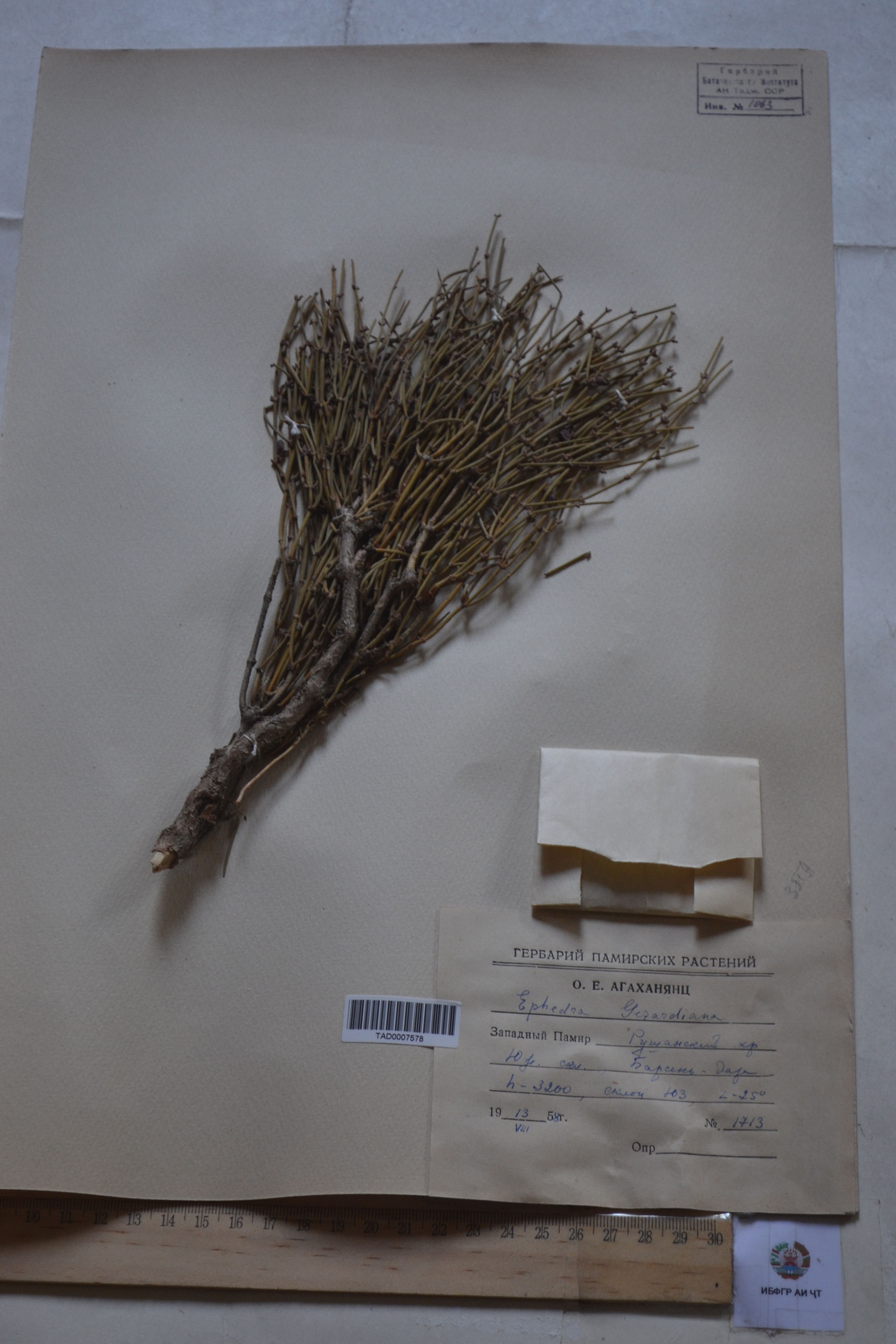 Ephedra gerardiana - 18