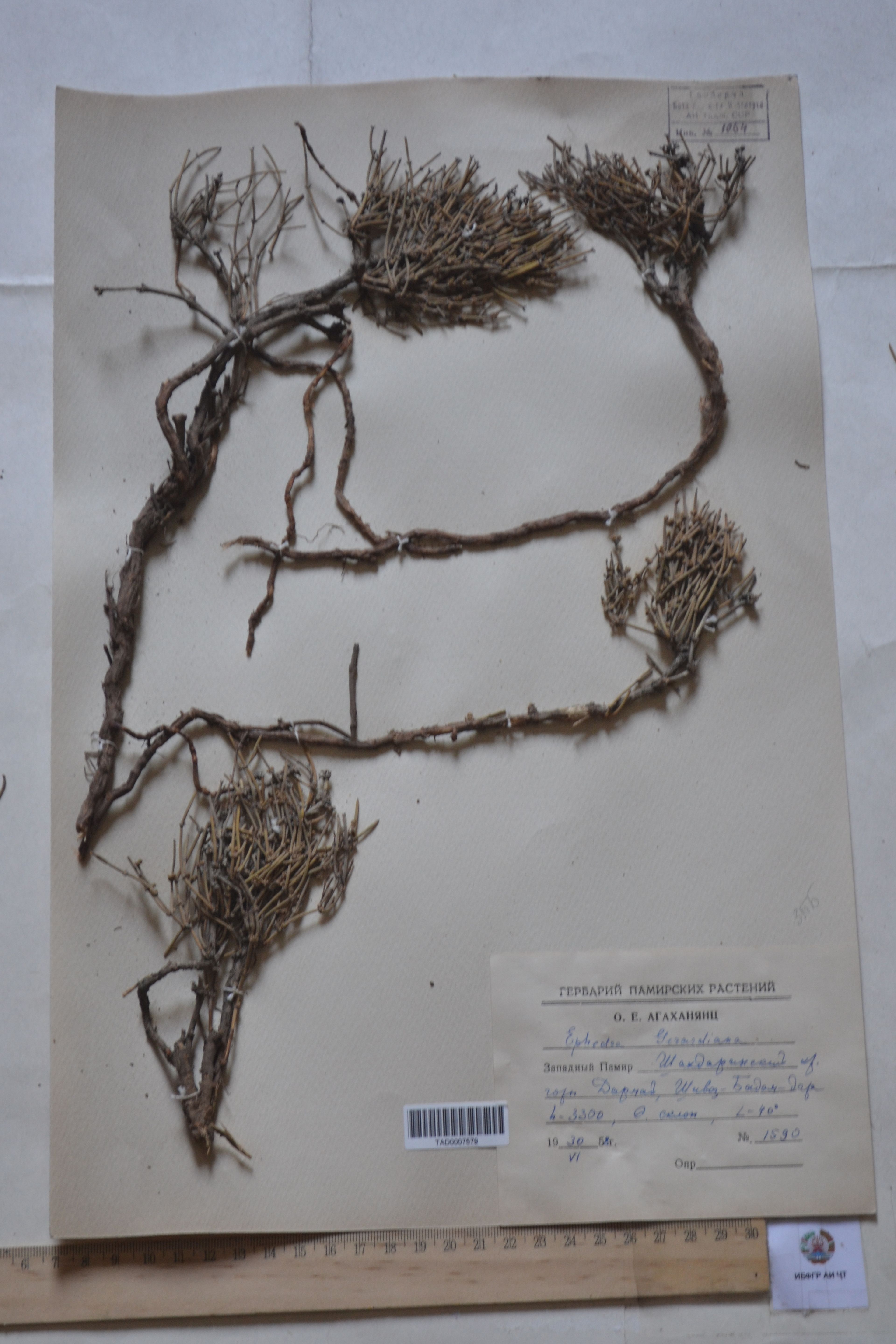Ephedra gerardiana - 25
