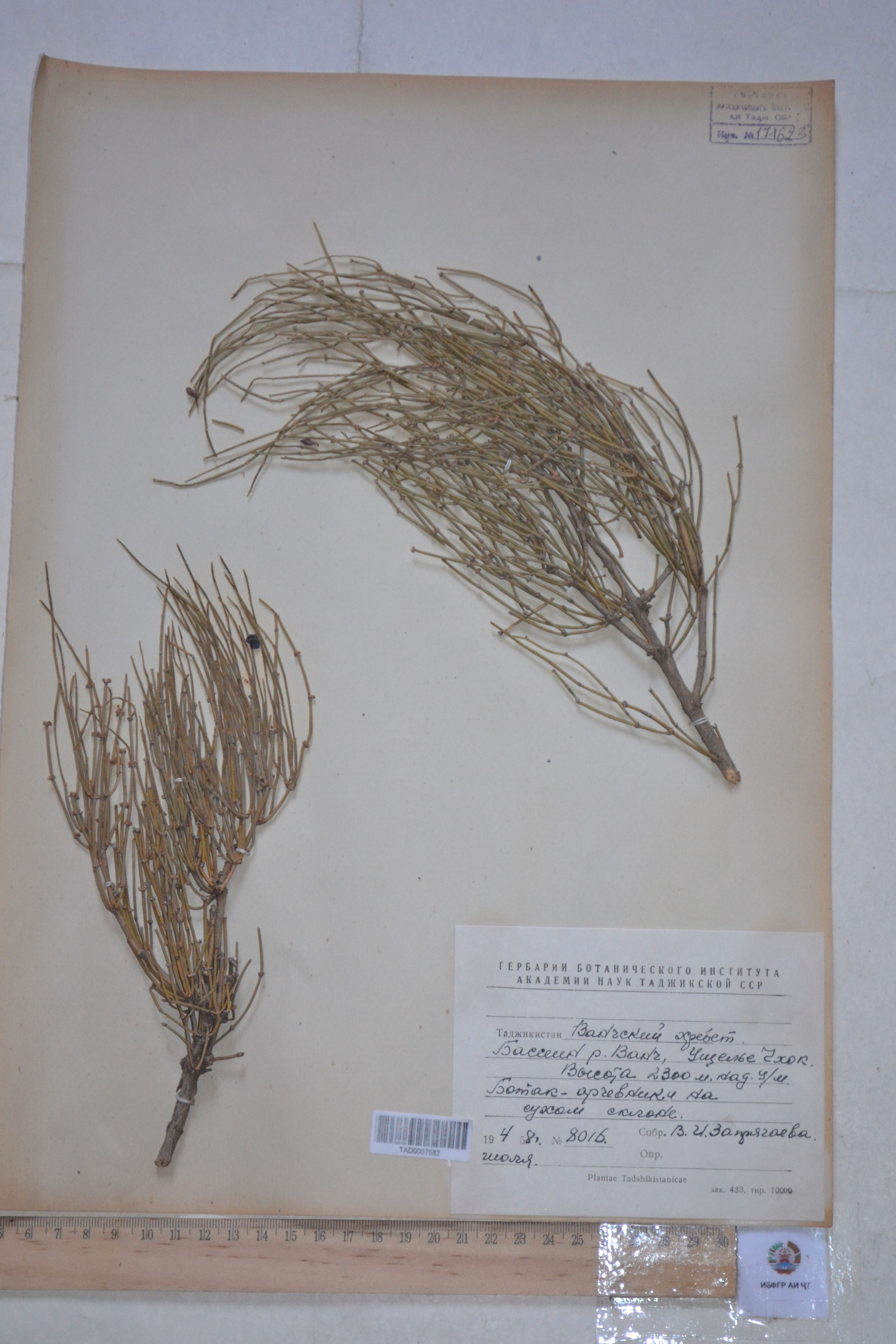 Ephedra gerardiana - 20