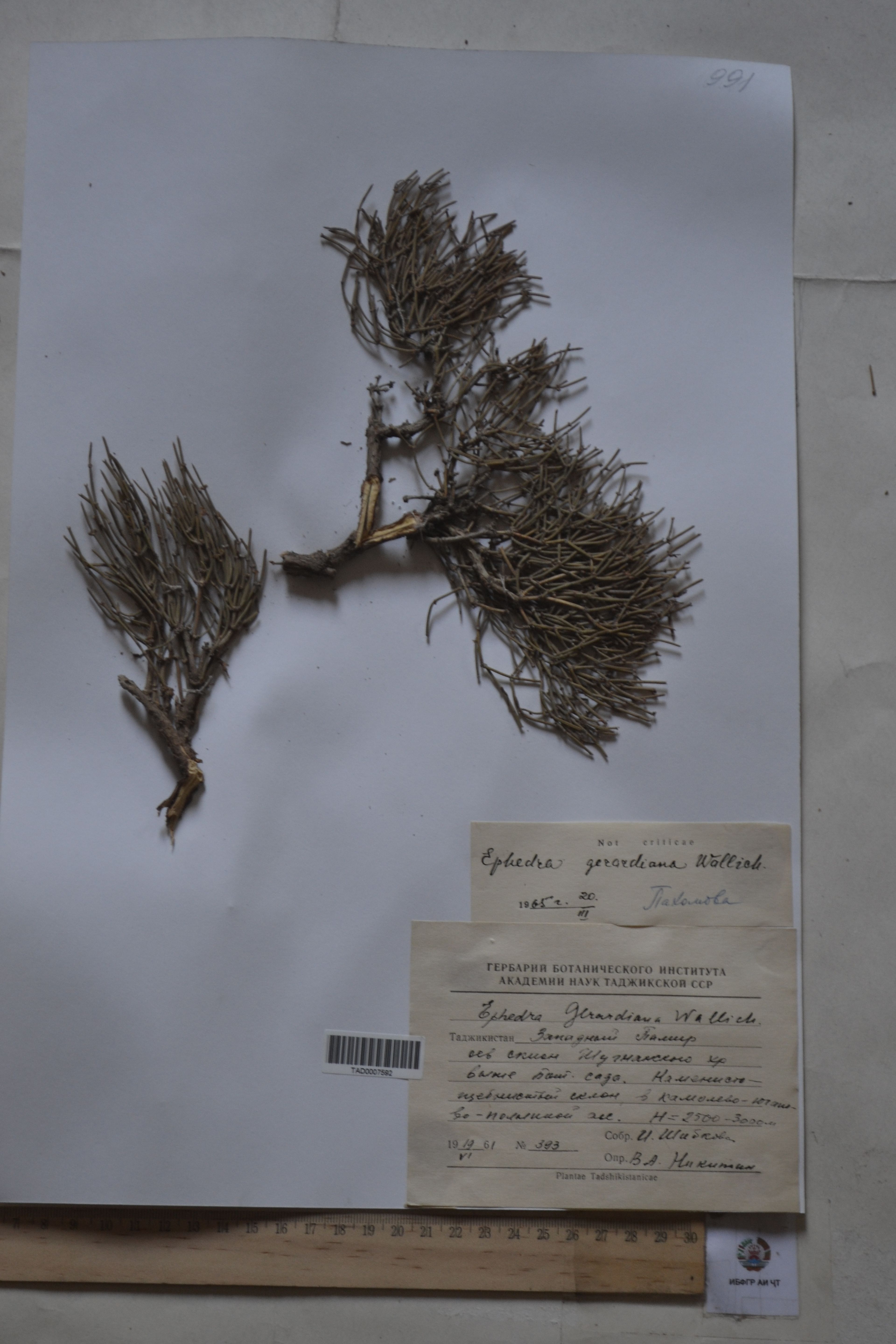 Ephedra gerardiana - 9