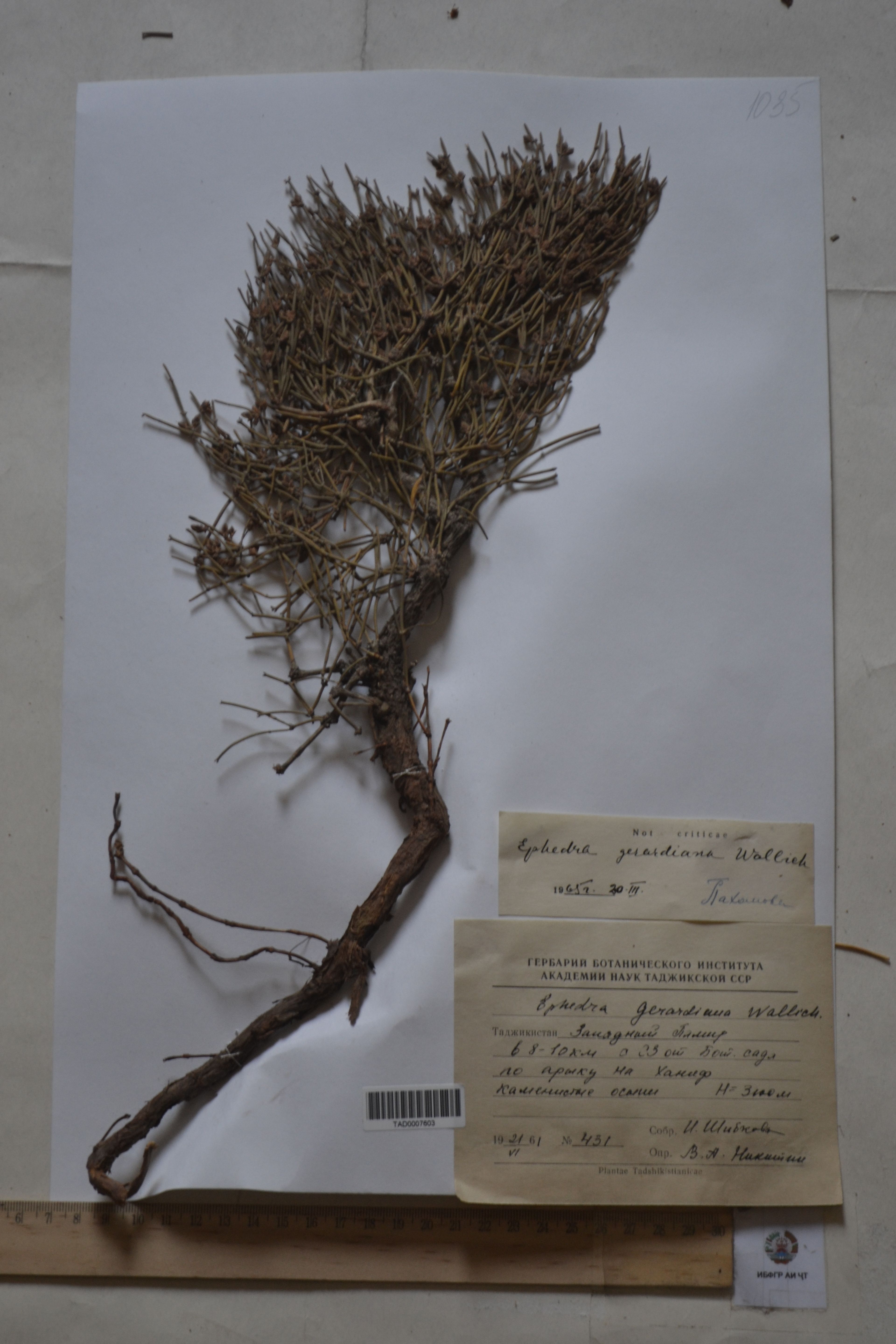 Ephedra gerardiana - 13
