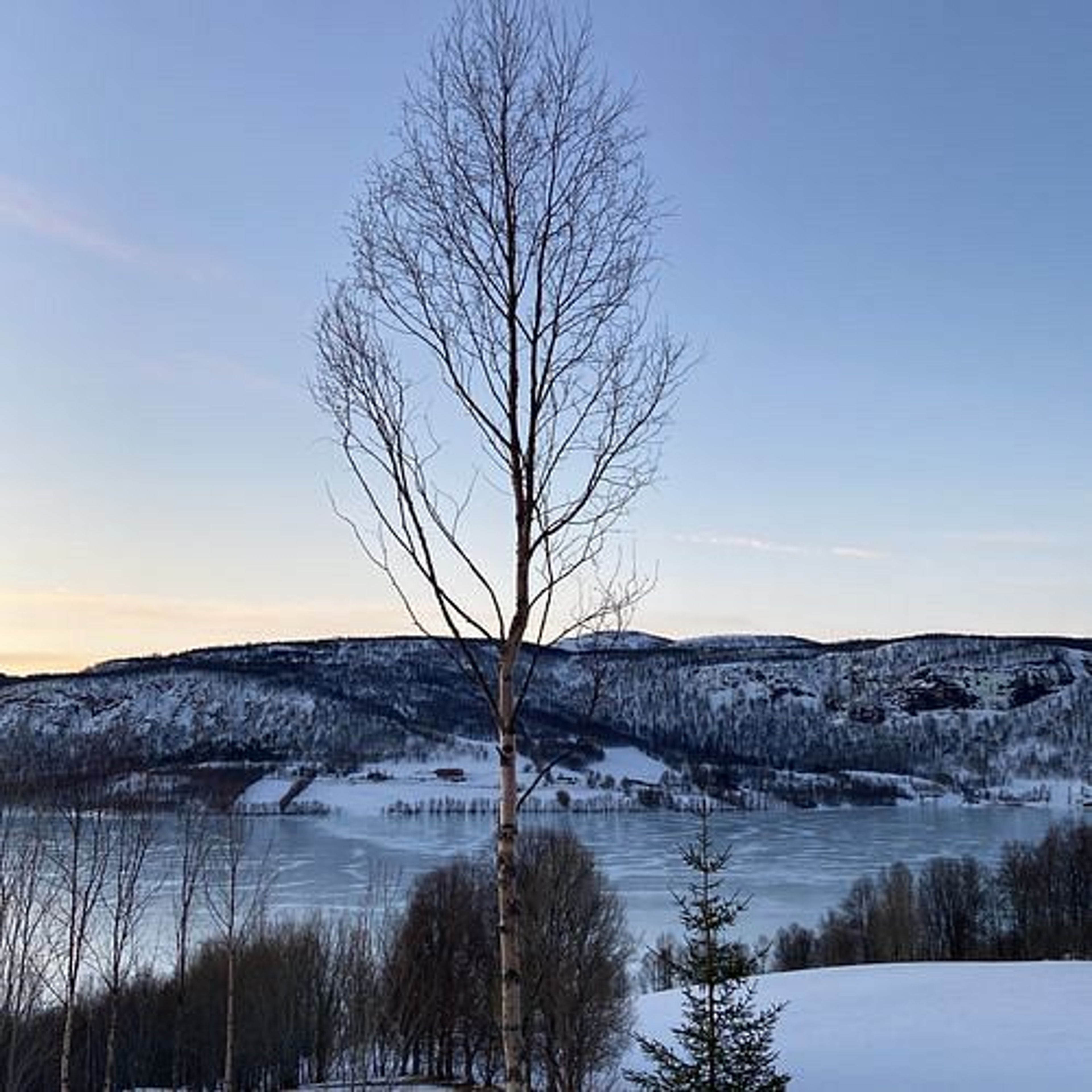 Betula pubescens - 78