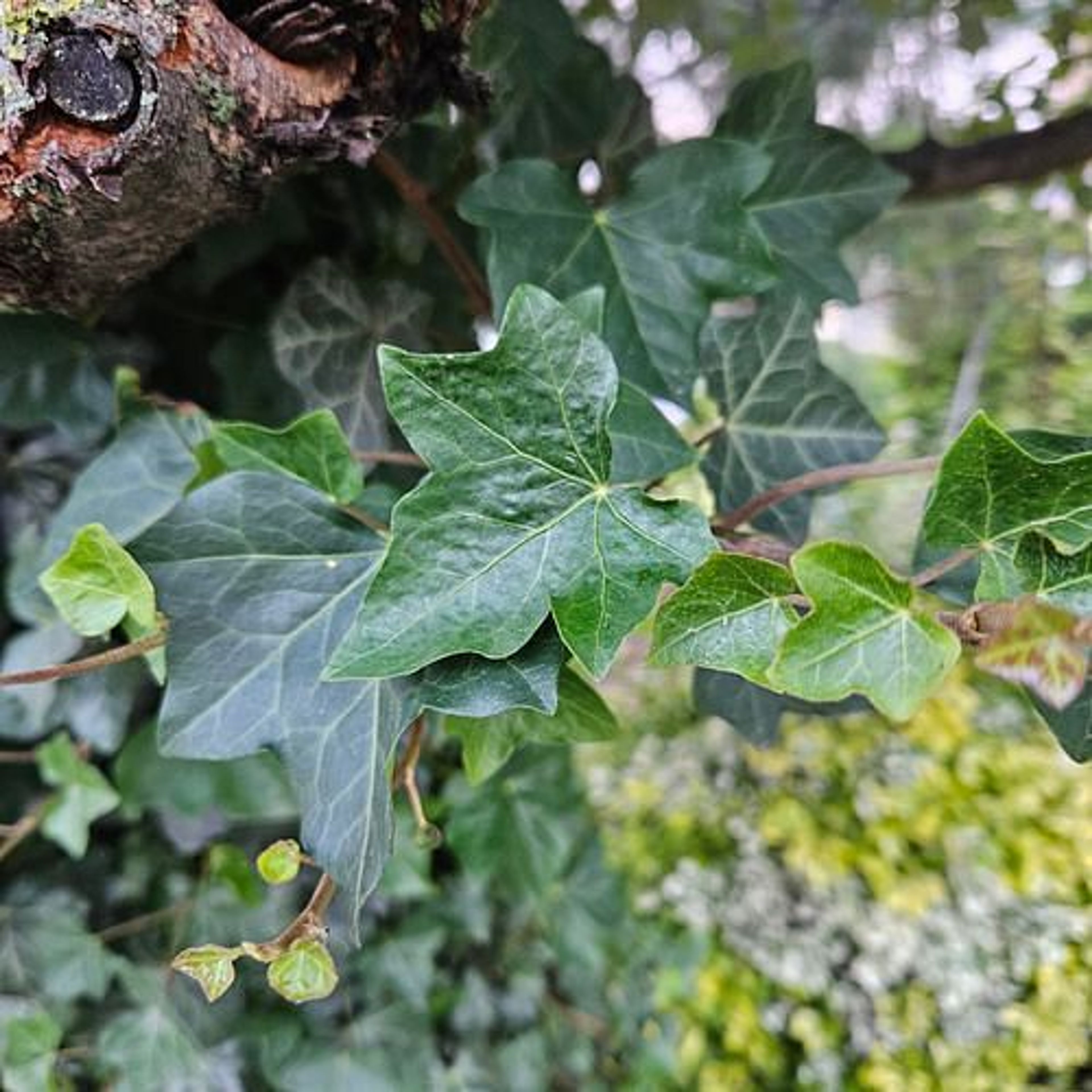 Hedera nepalensis - 59