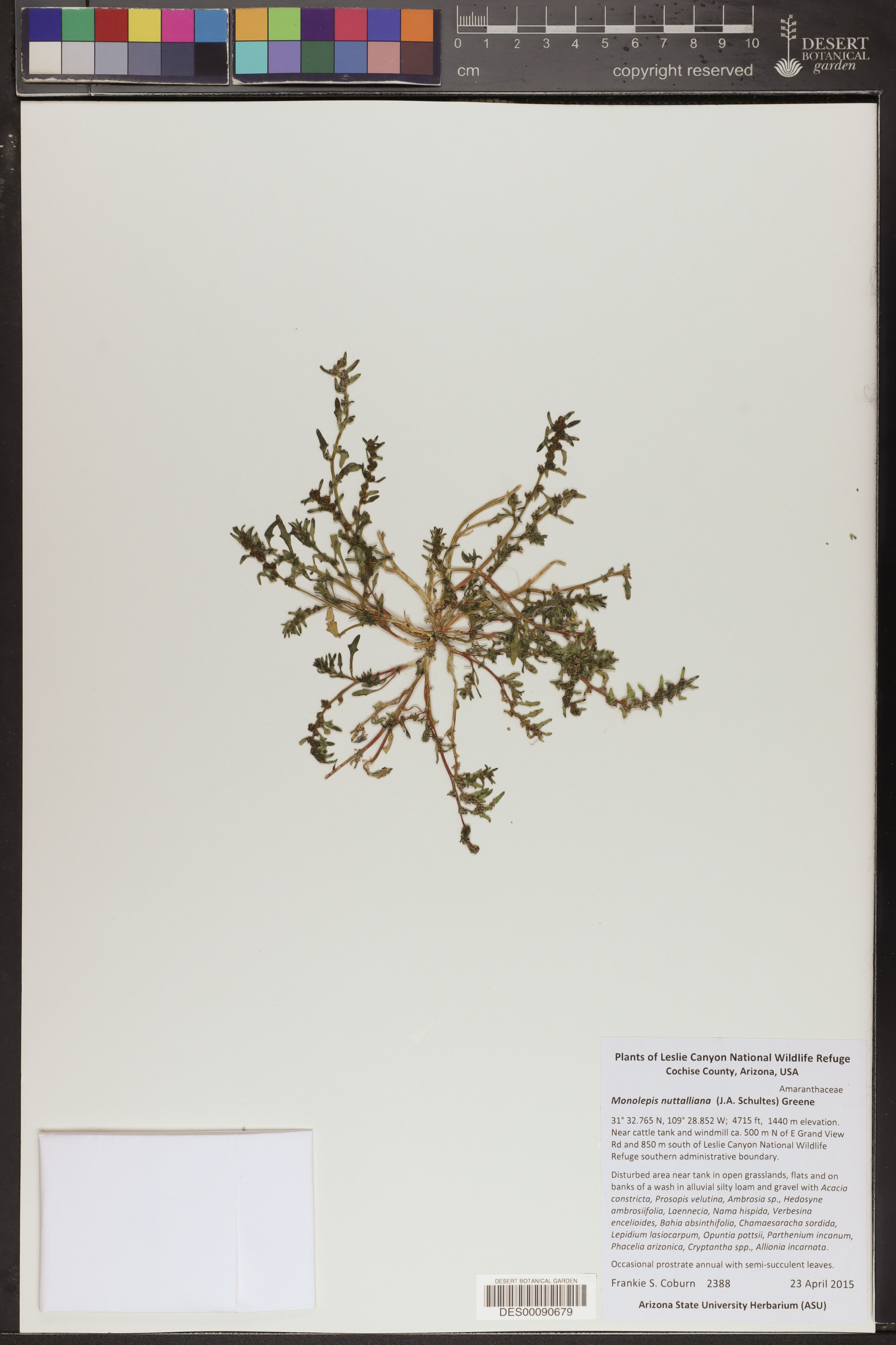 Monolepis nuttalliana - 39