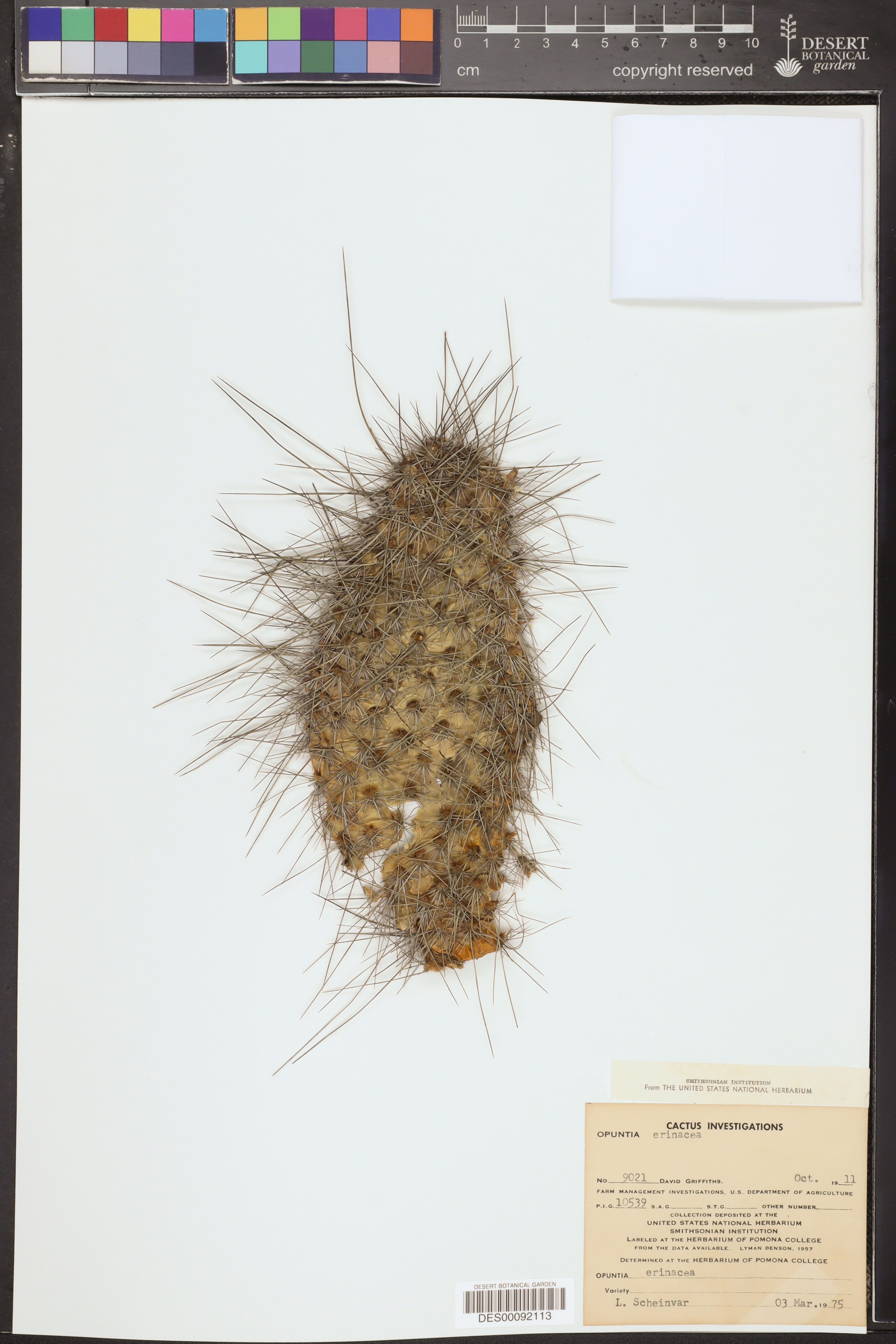 Opuntia erinacea - 48