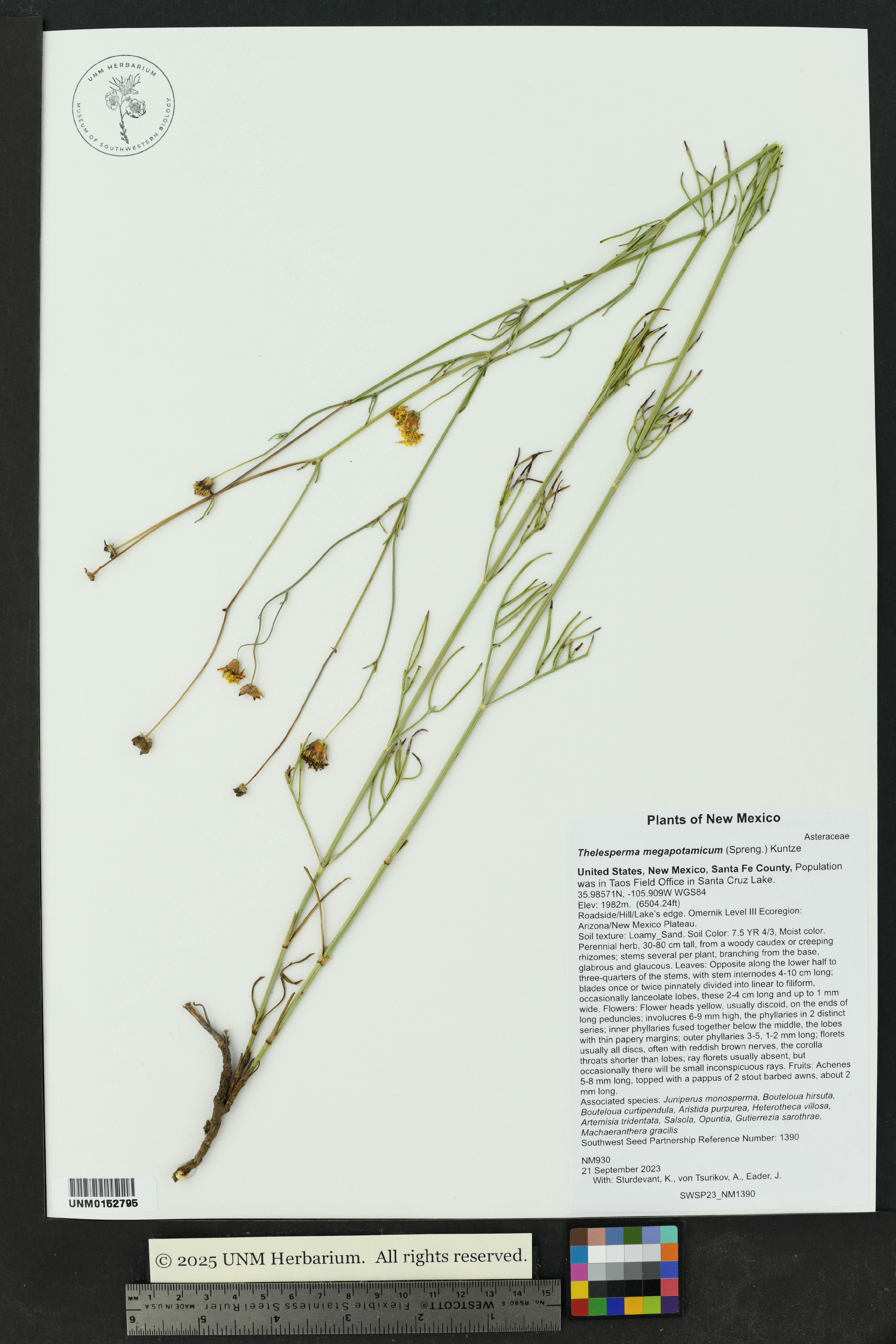 Thelesperma megapotamicum - 42