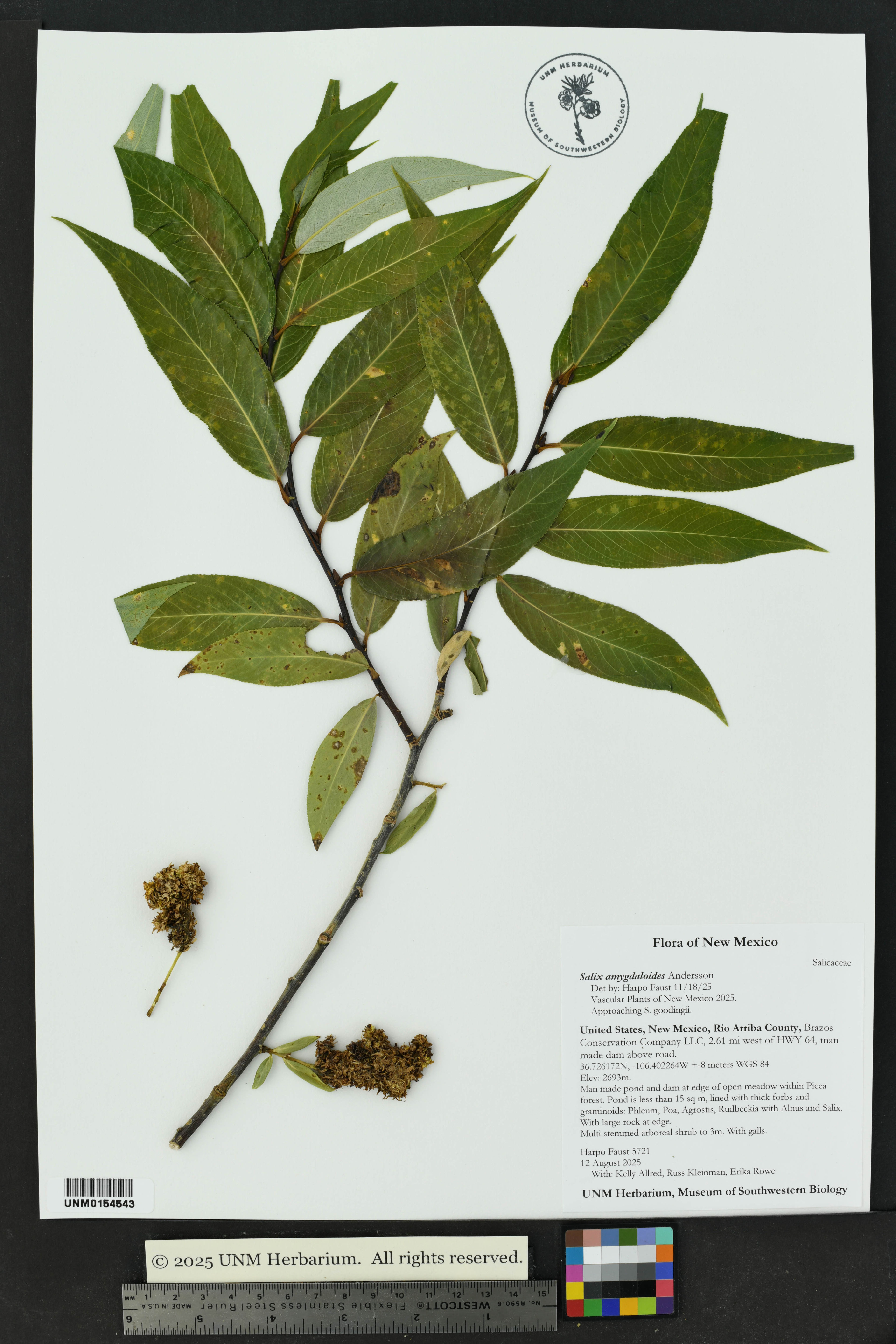 Salix amygdaloides - 321