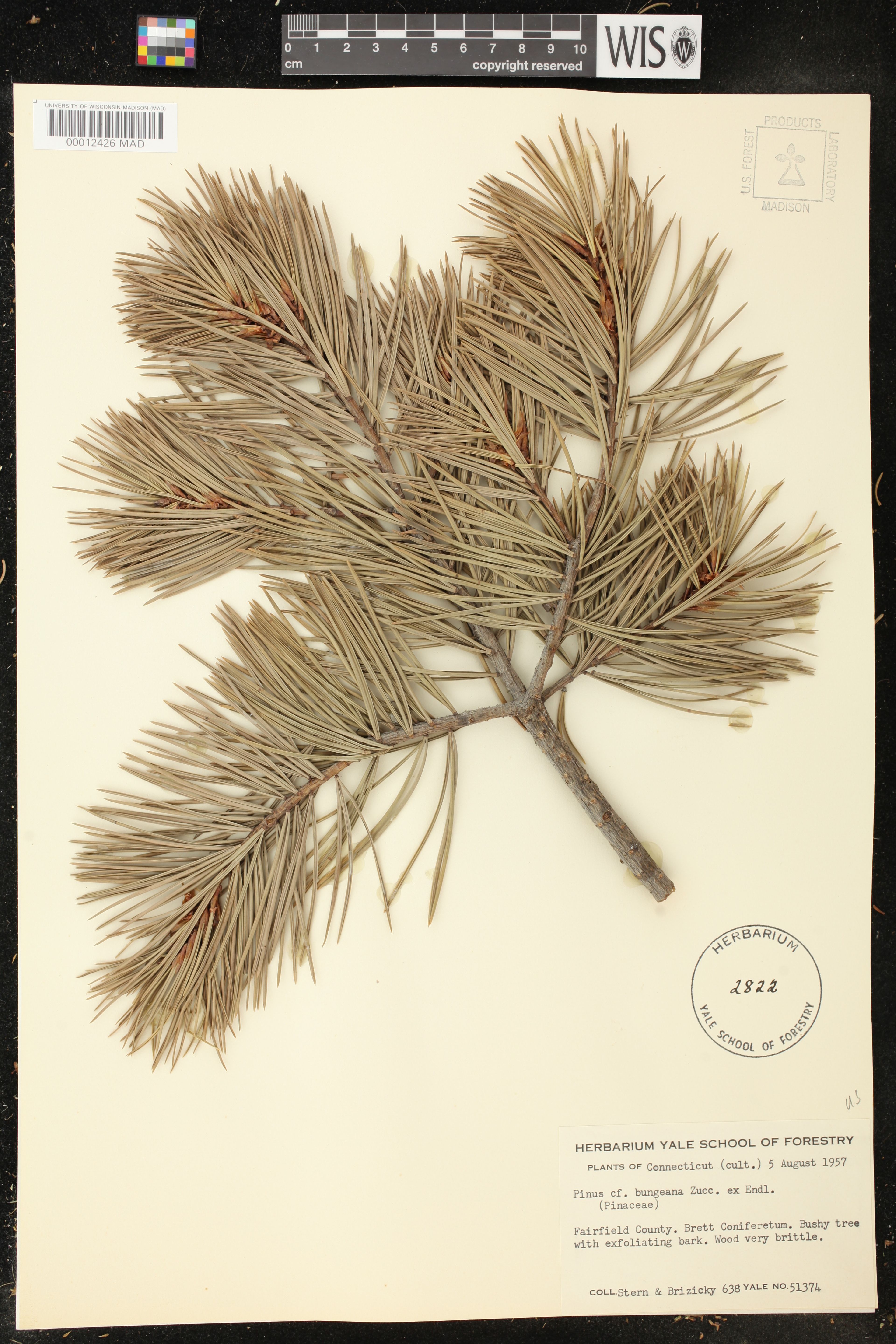 Pinus bungeana - 61