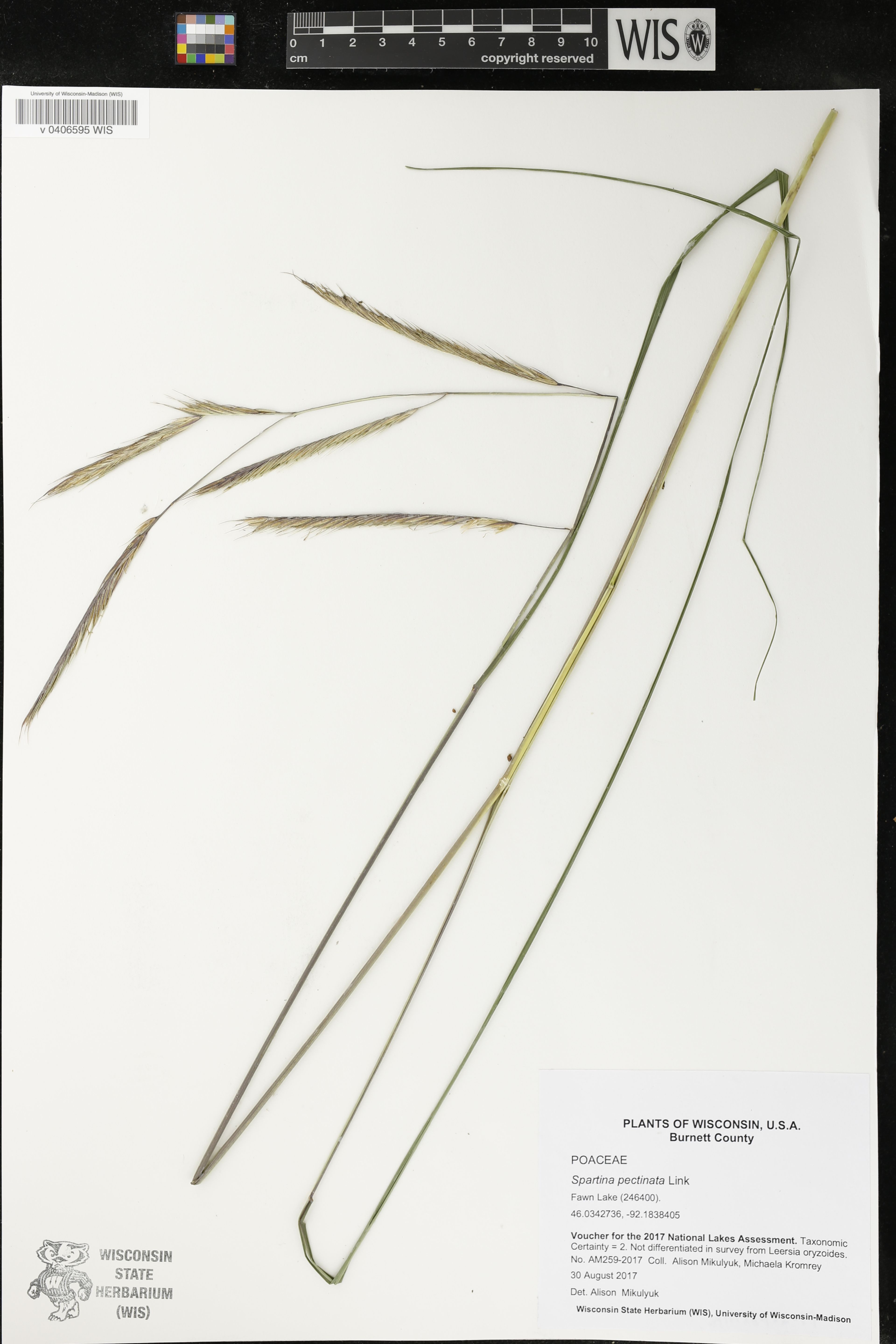 Spartina pectinata - 45