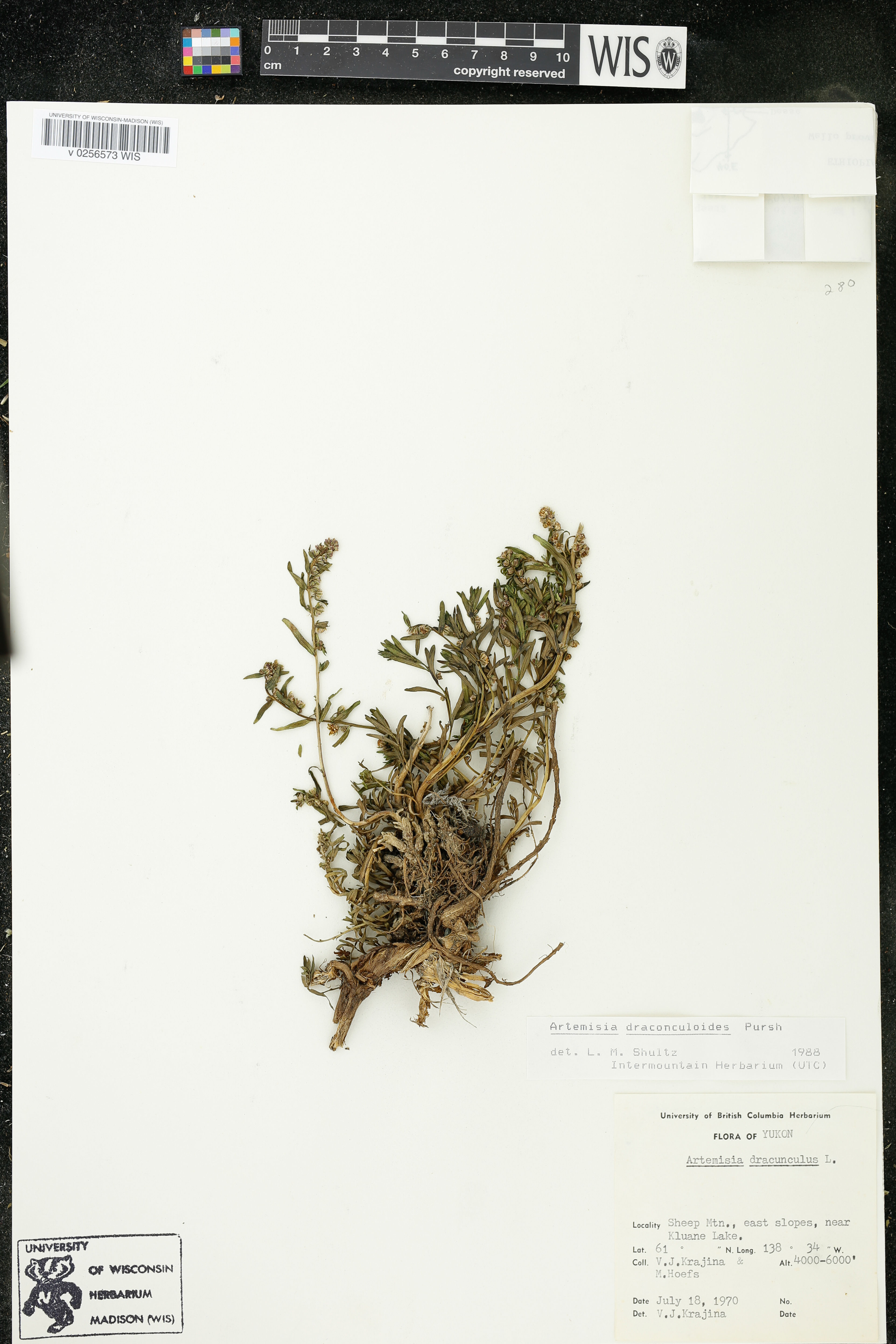 Artemisia dracunculoides - 19