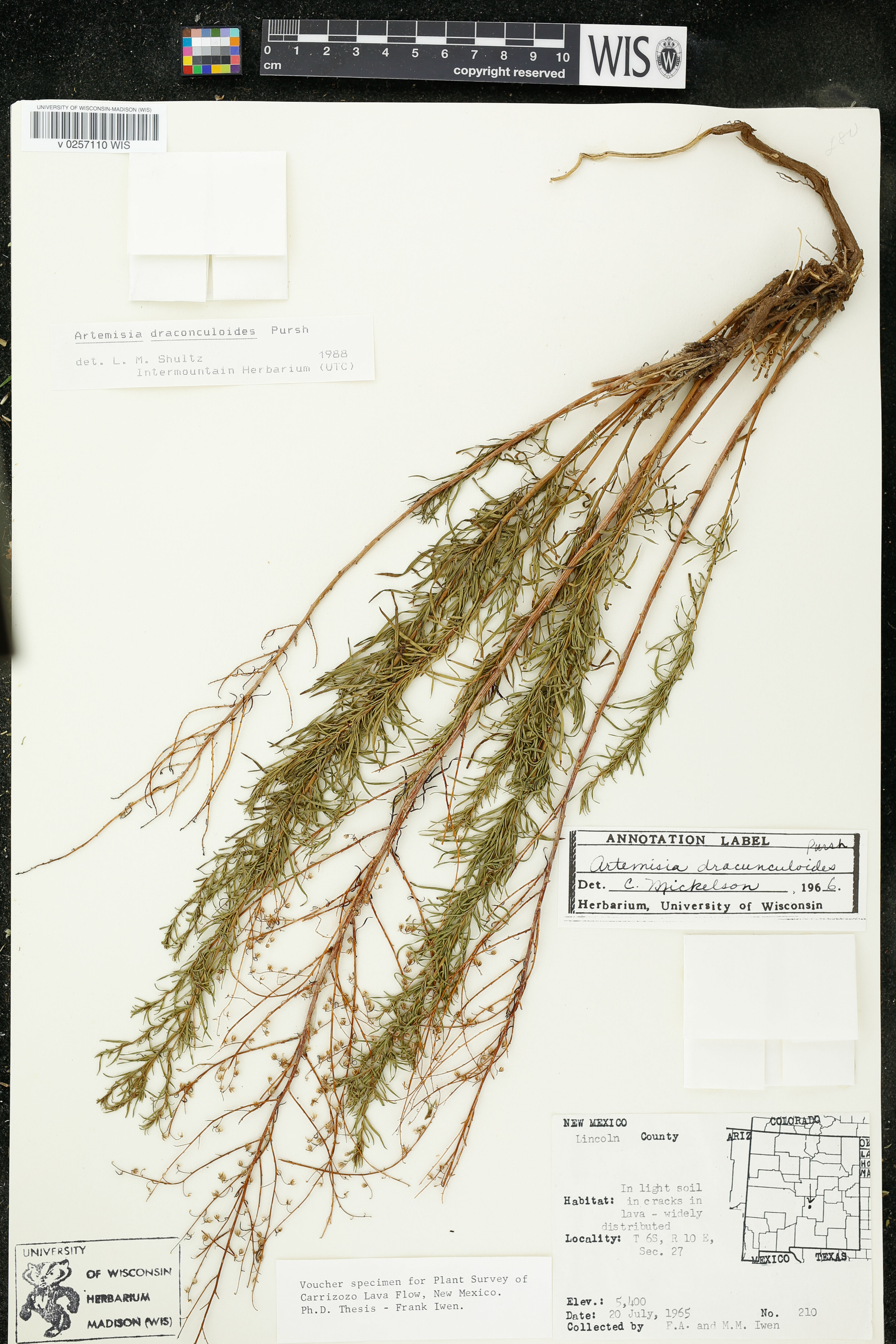 Artemisia dracunculoides - 57