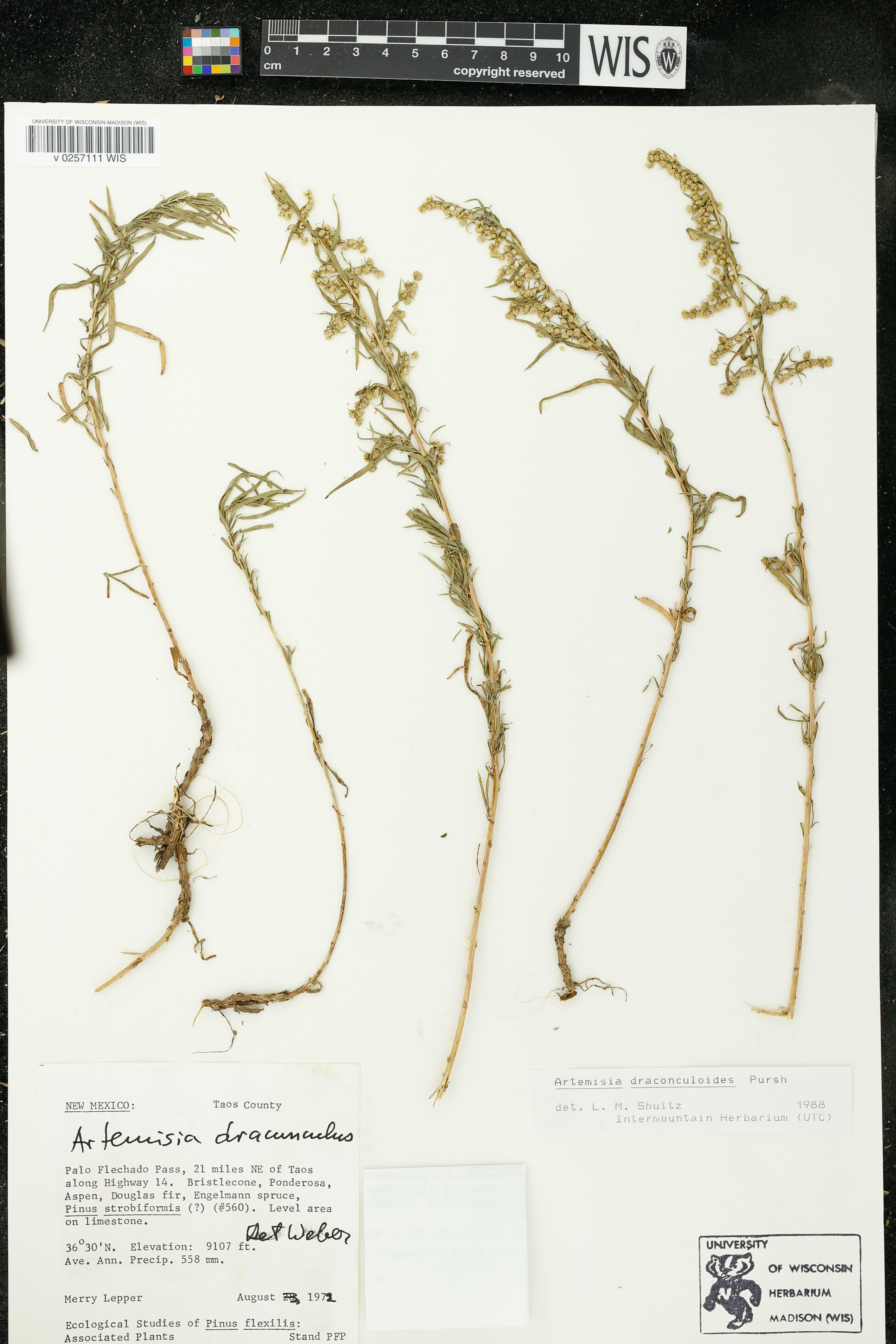Artemisia dracunculoides - 8