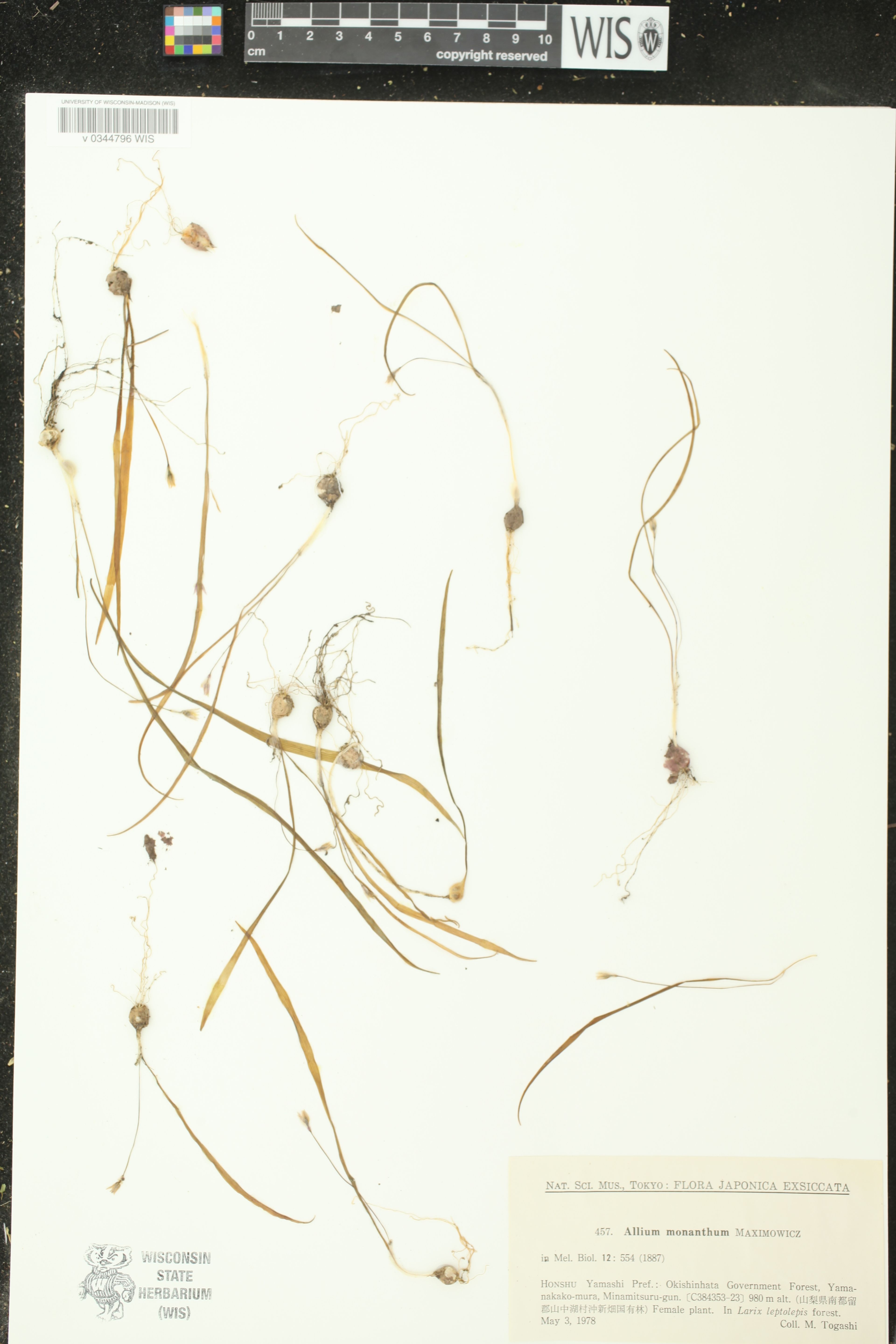 Allium monanthum - 11
