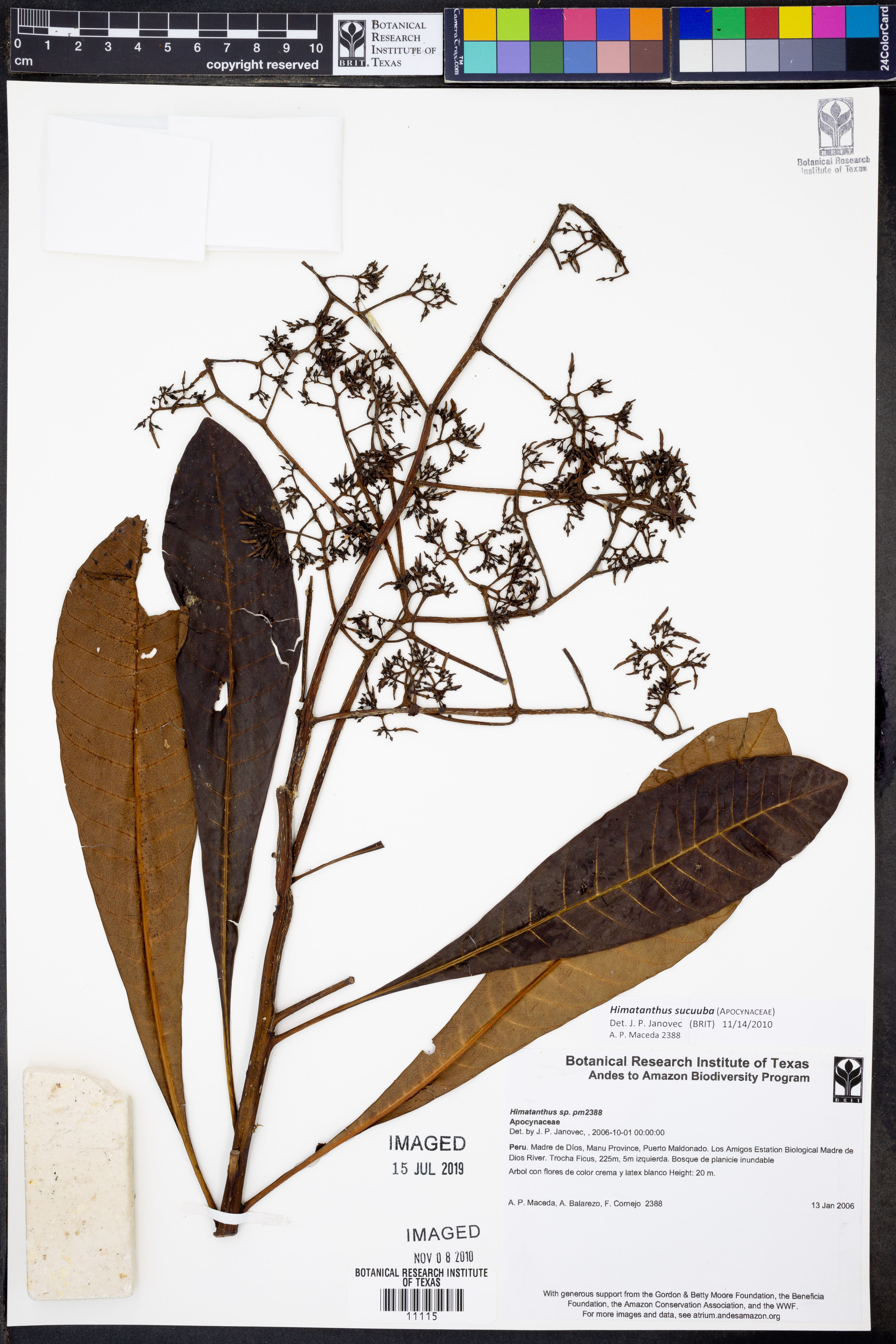 Himatanthus sucuuba - 16