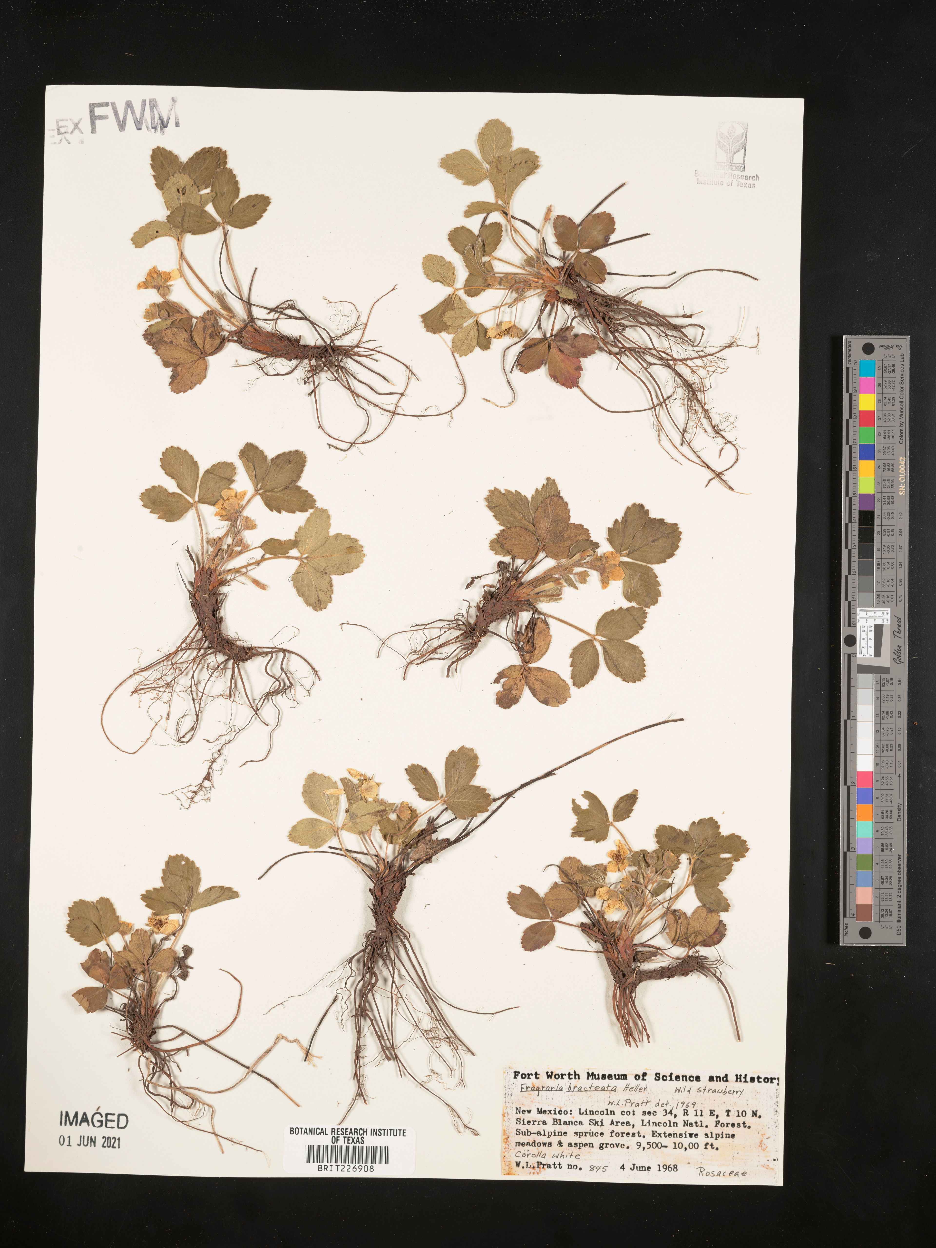 Fragaria bracteata - 29