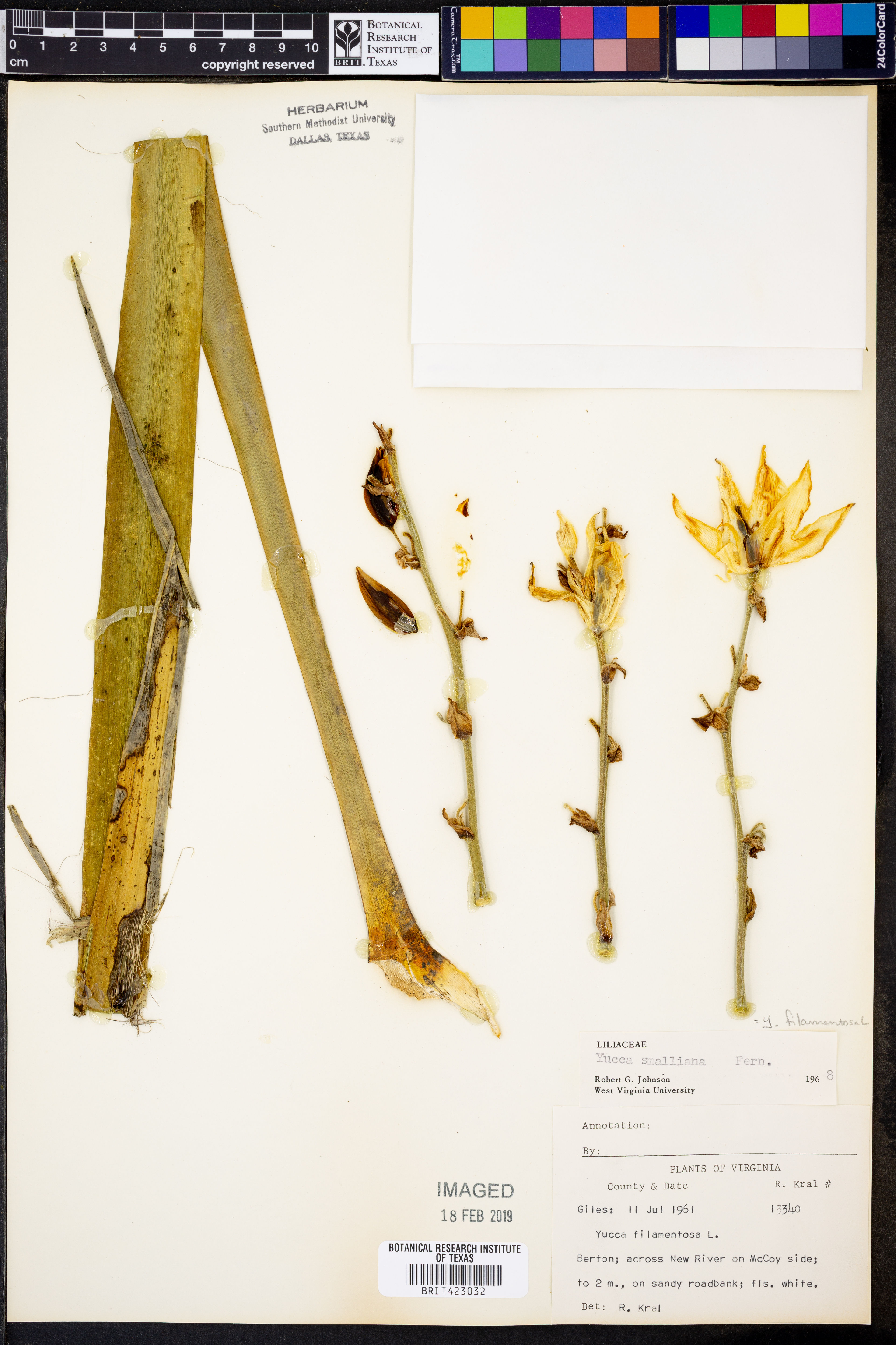 Yucca smalliana - 60