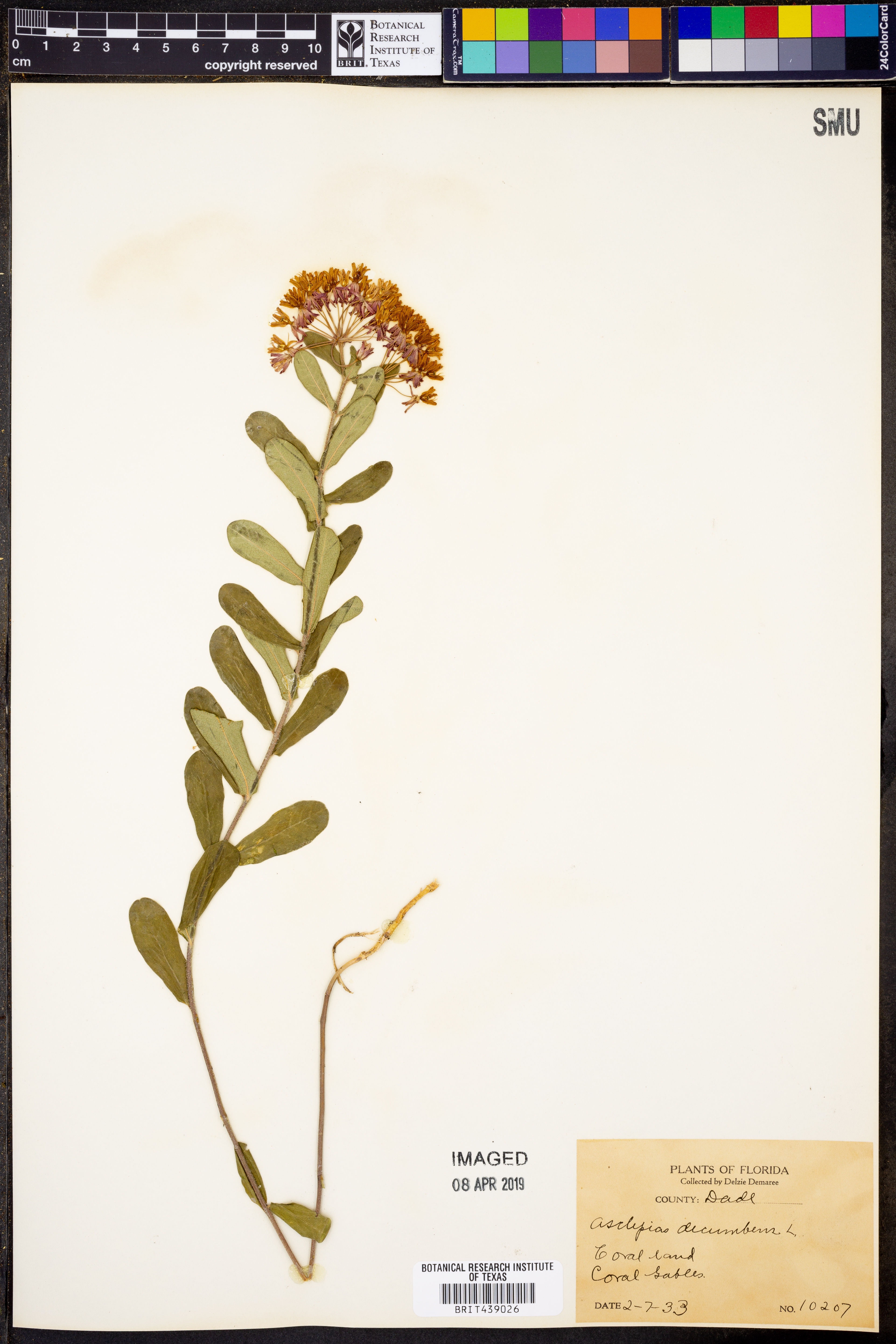 Asclepias decumbens - 1