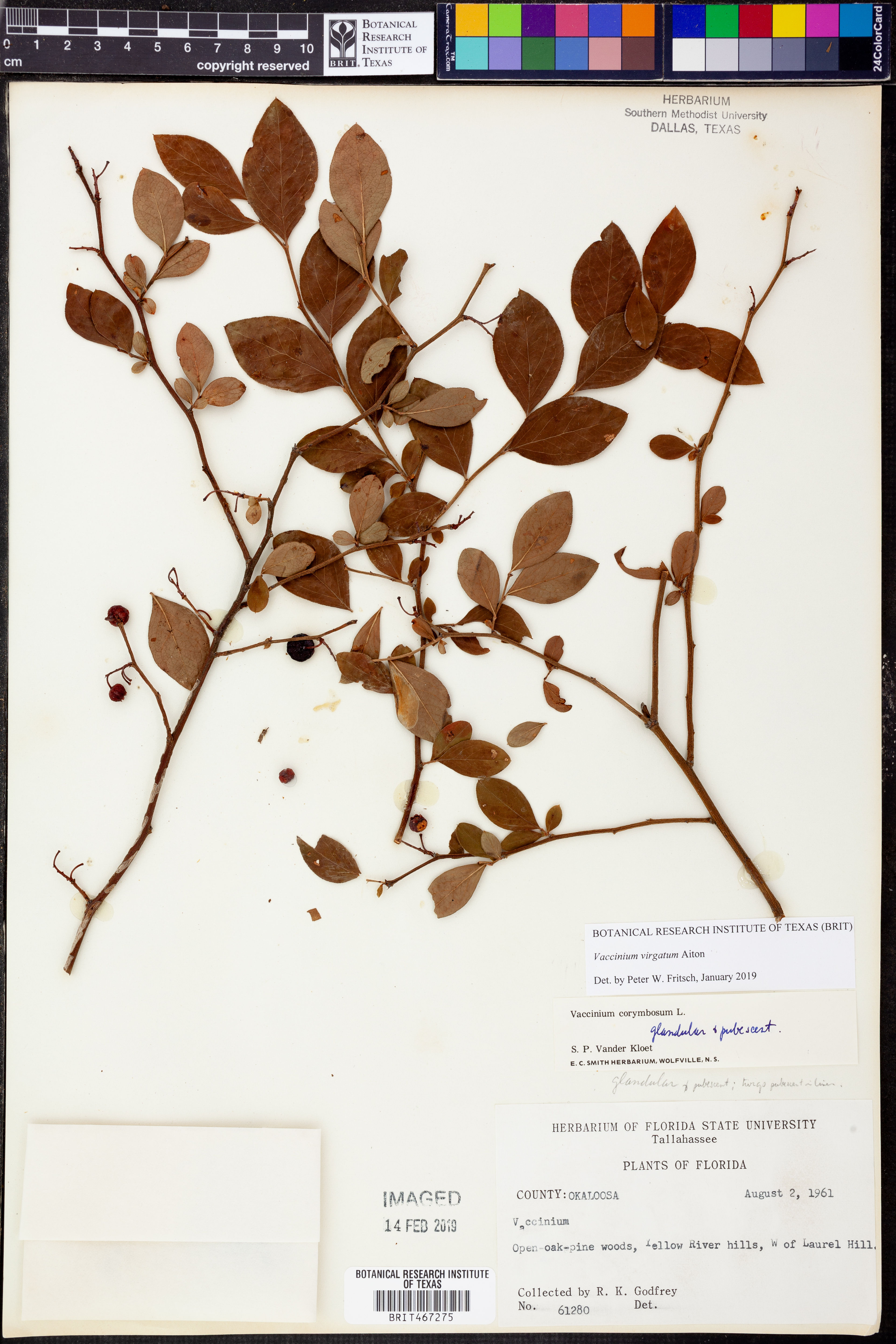 Vaccinium ashei - 127