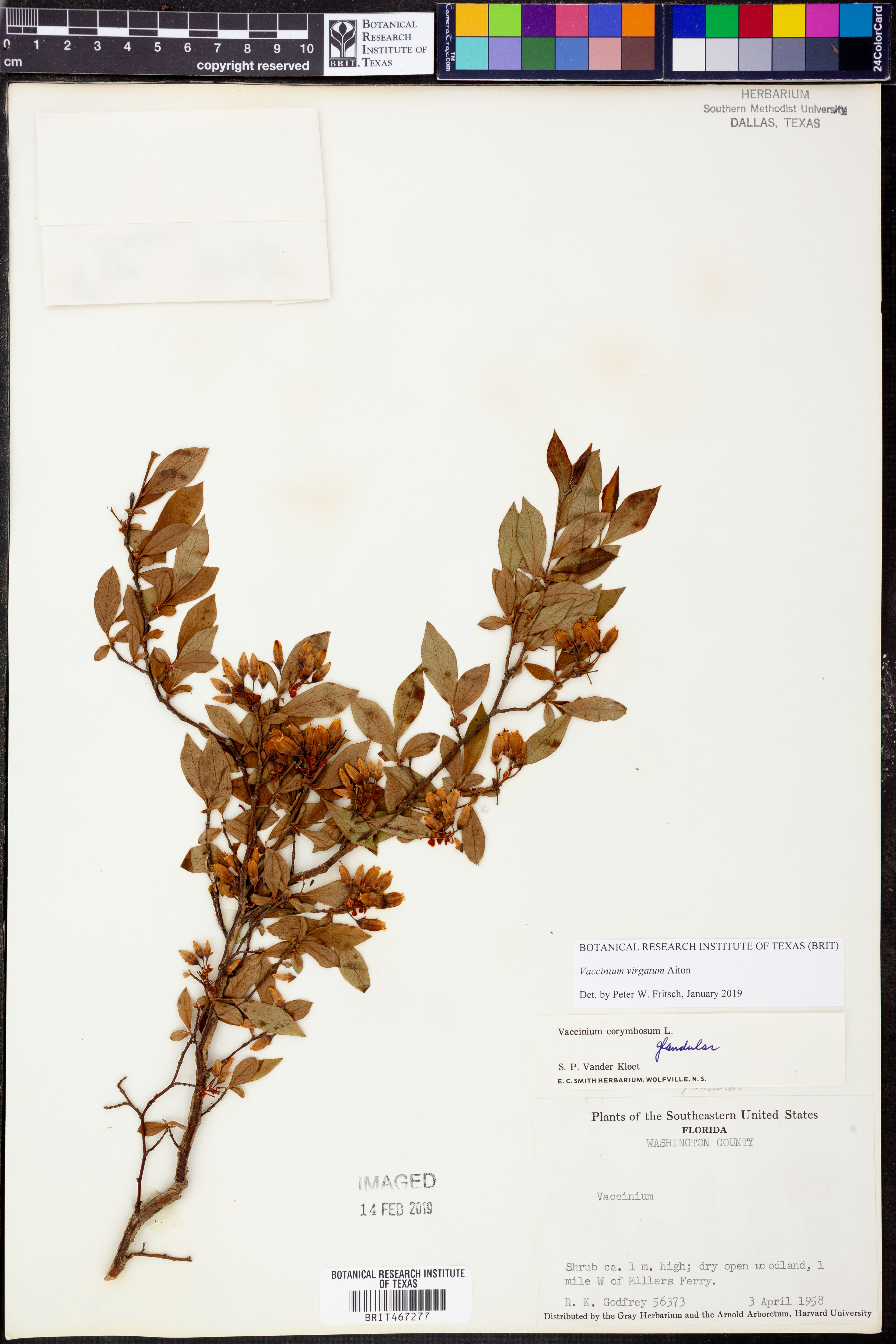 Vaccinium ashei - 16