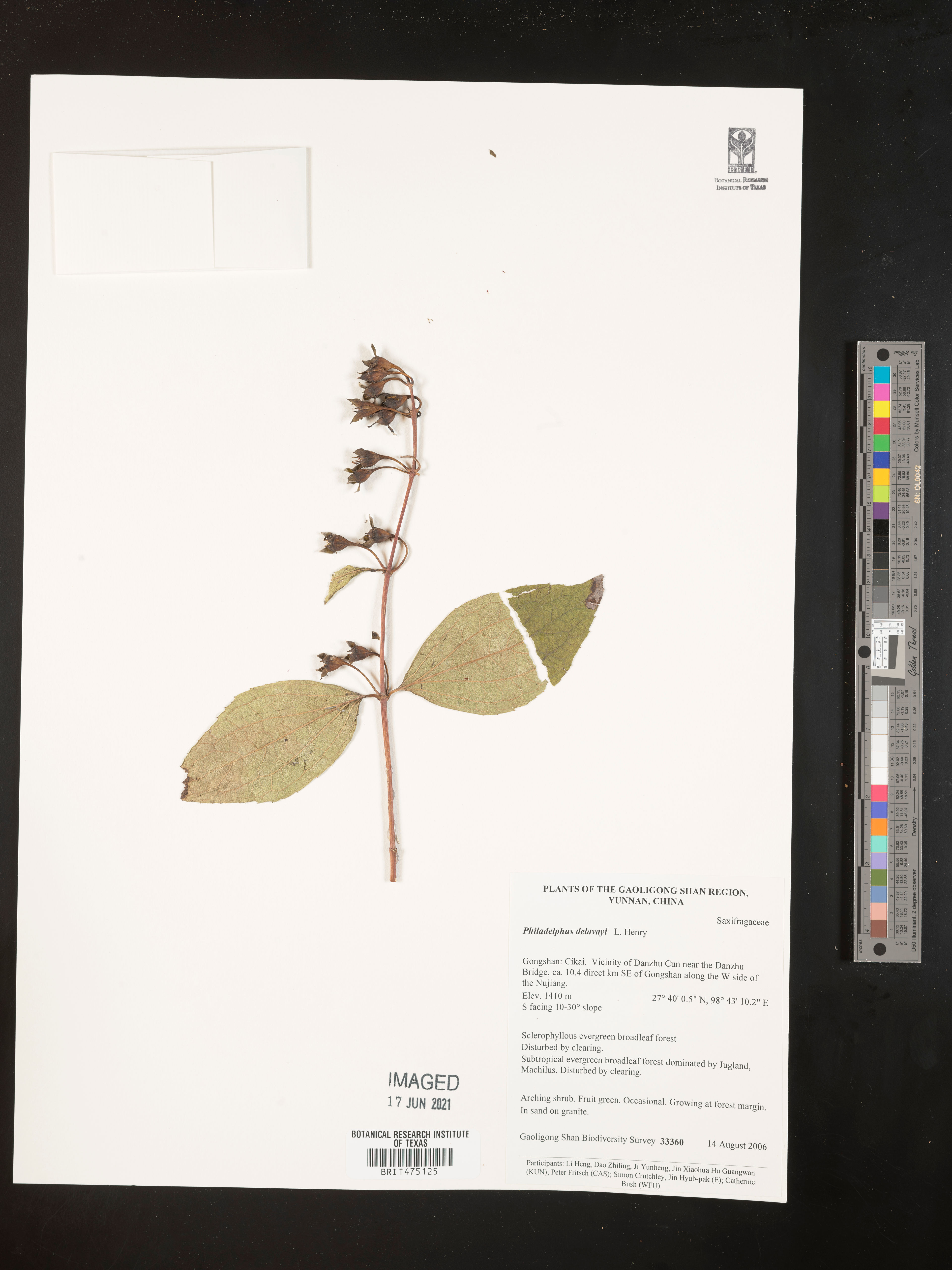 Philadelphus delavayi - 48