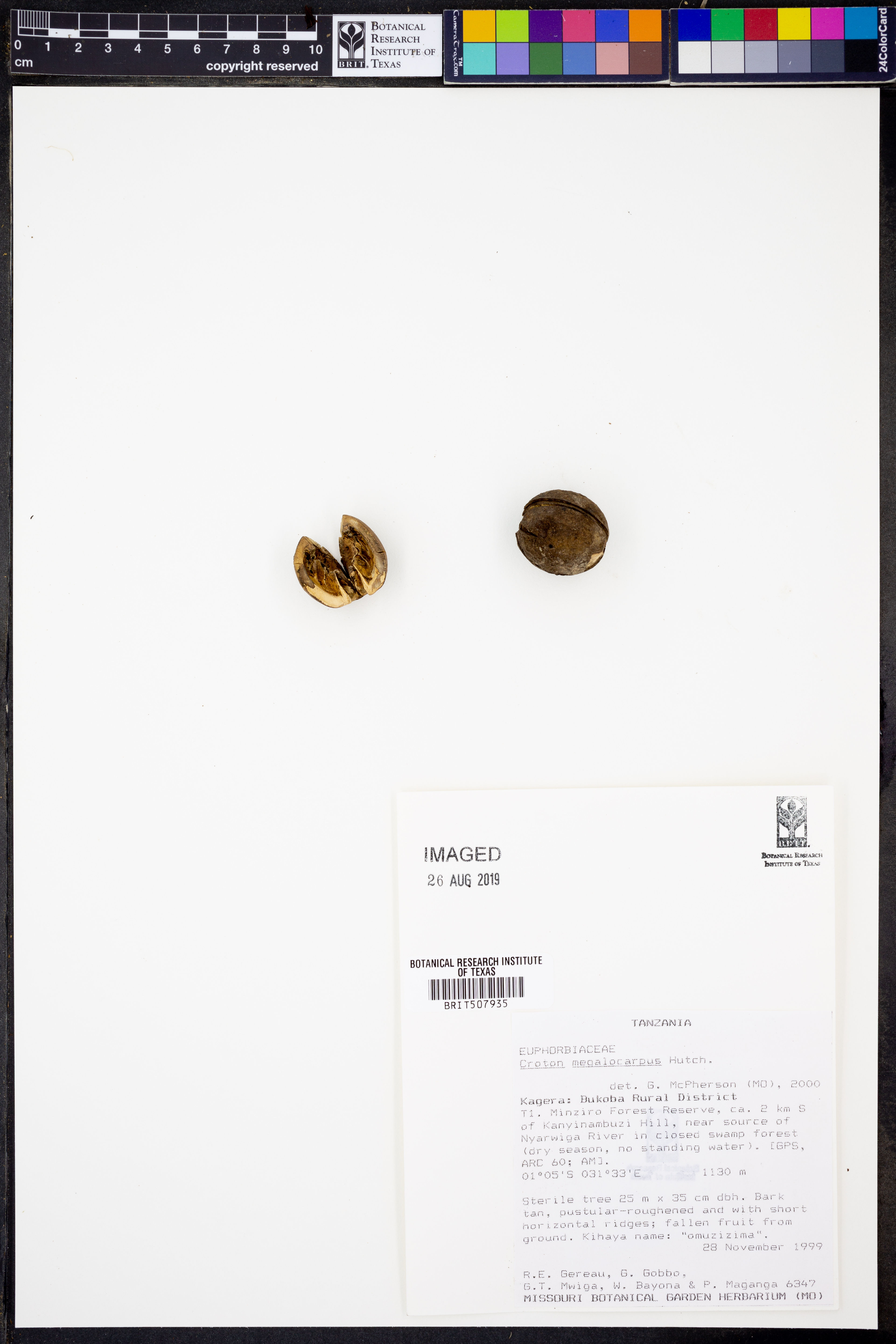 Croton megalocarpus - 25