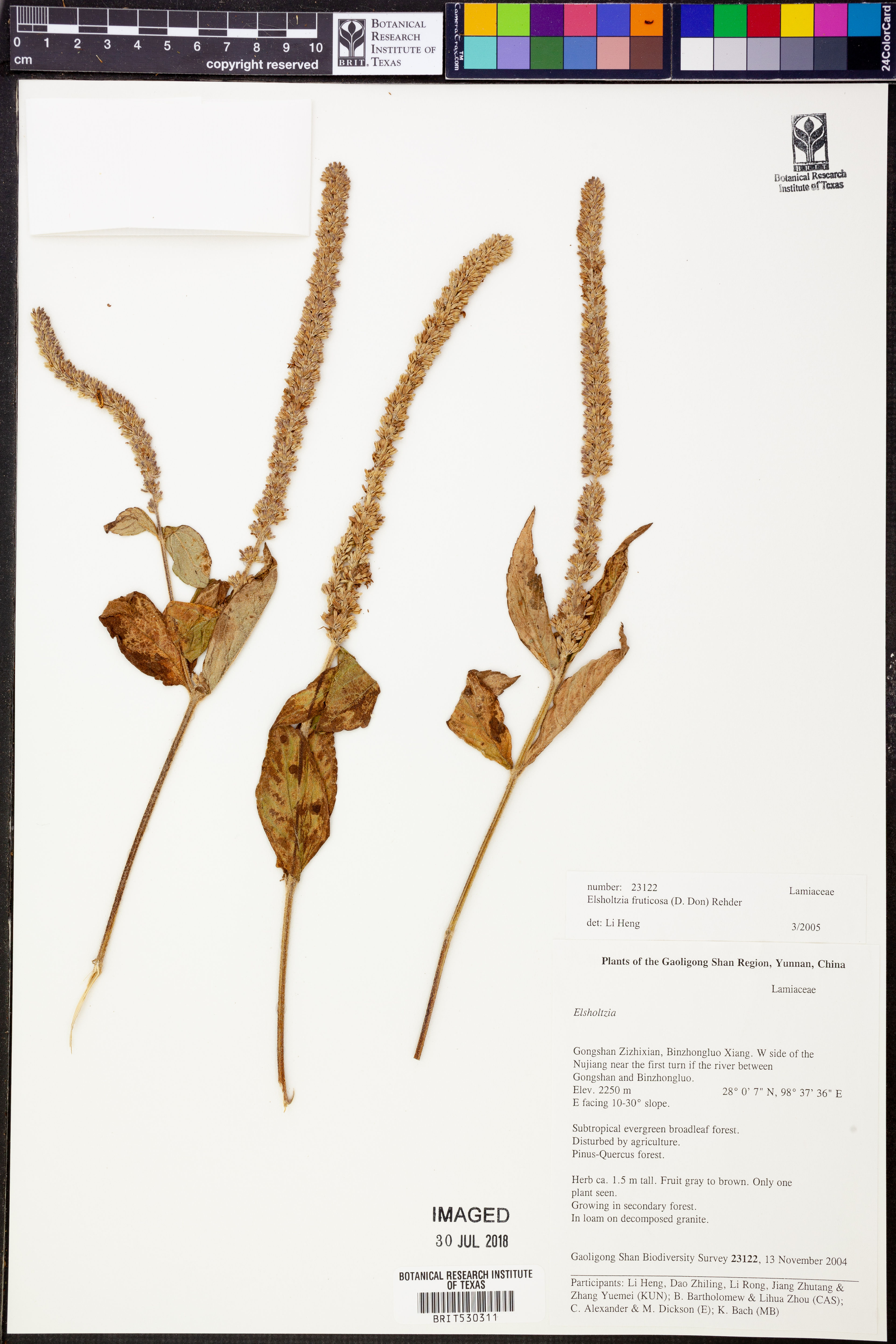 Elsholtzia fruticosa - 95