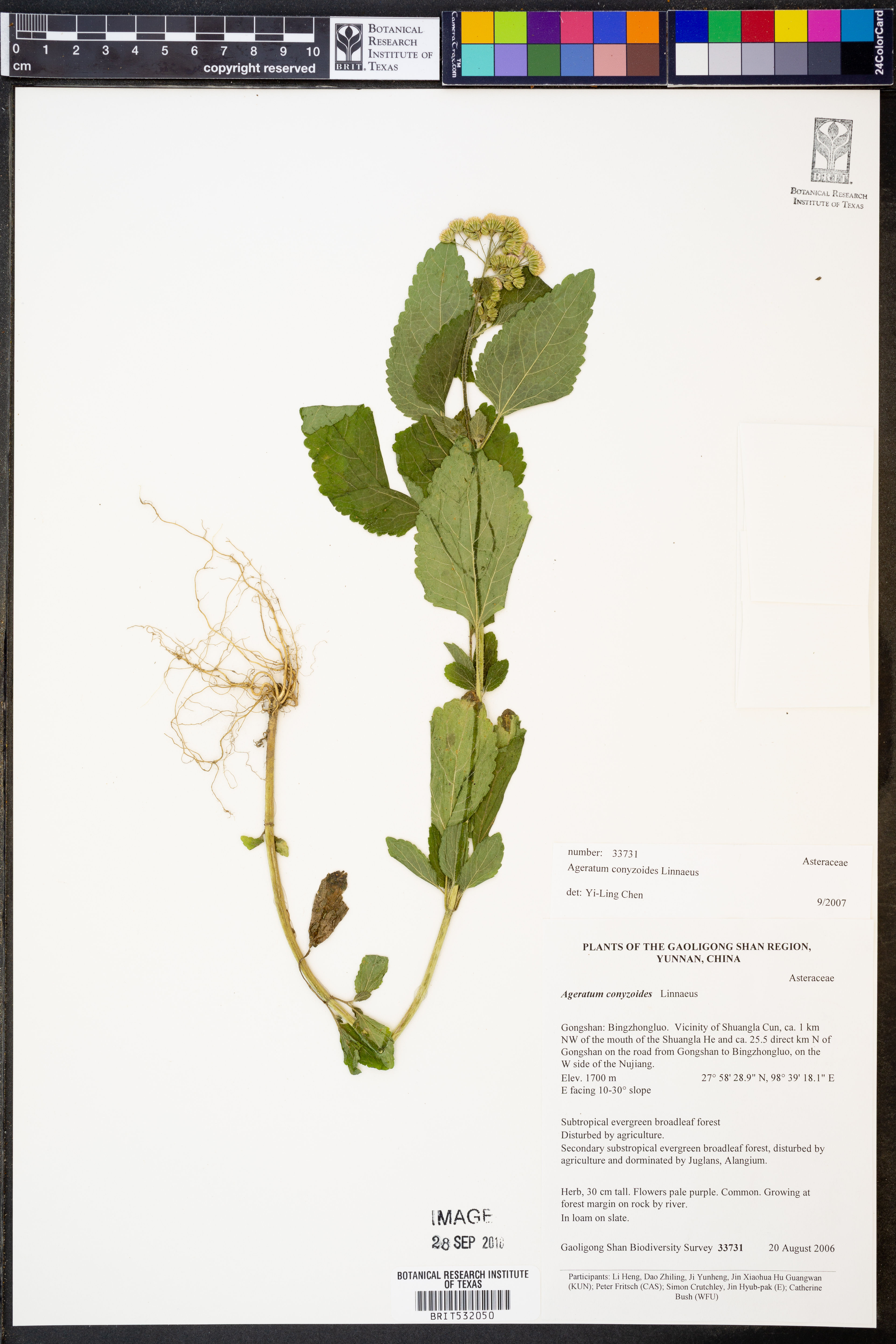 Ageratum conyzoides - 100