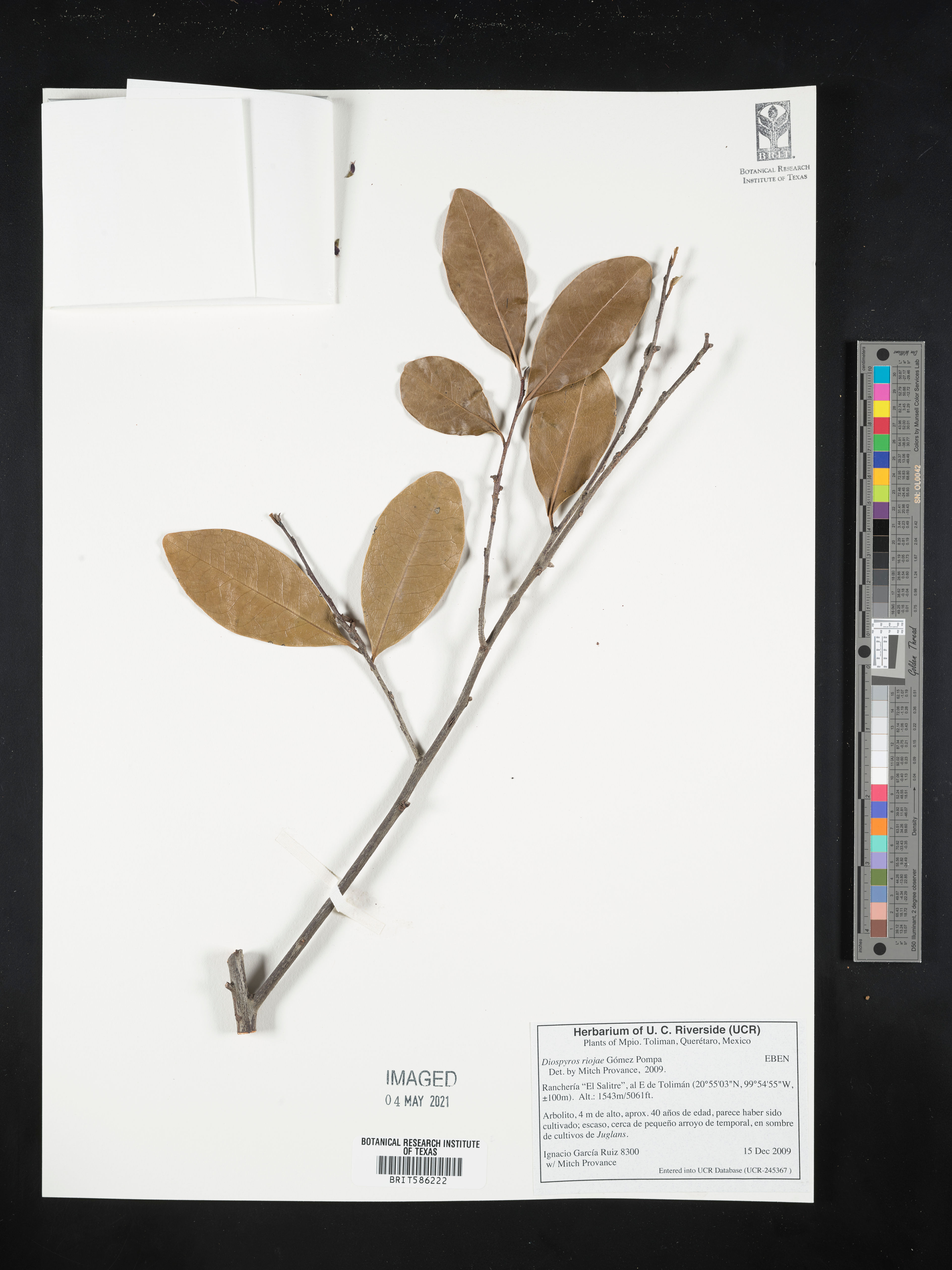 Diospyros conzattii - 12