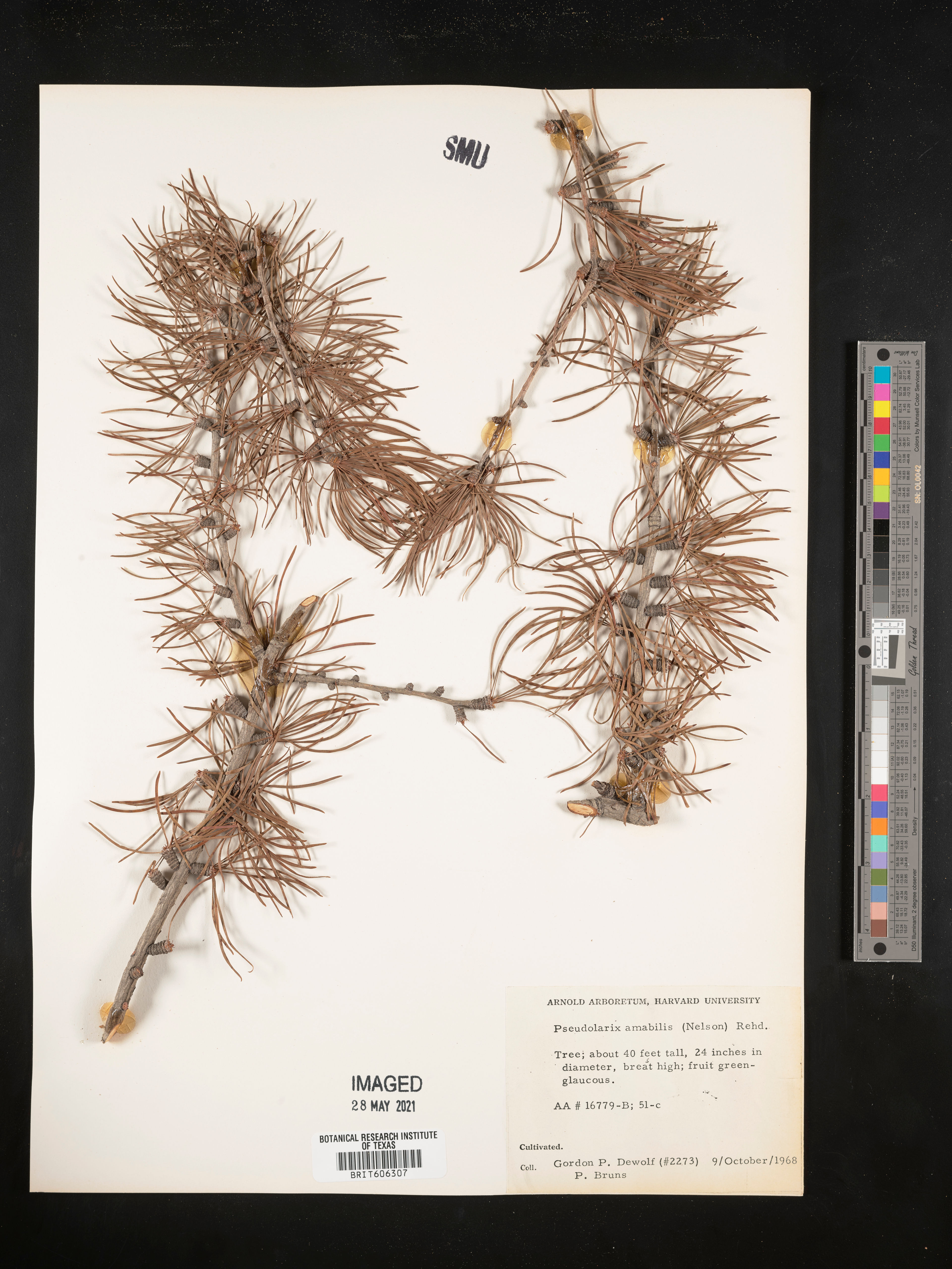 Pseudolarix amabilis - 18