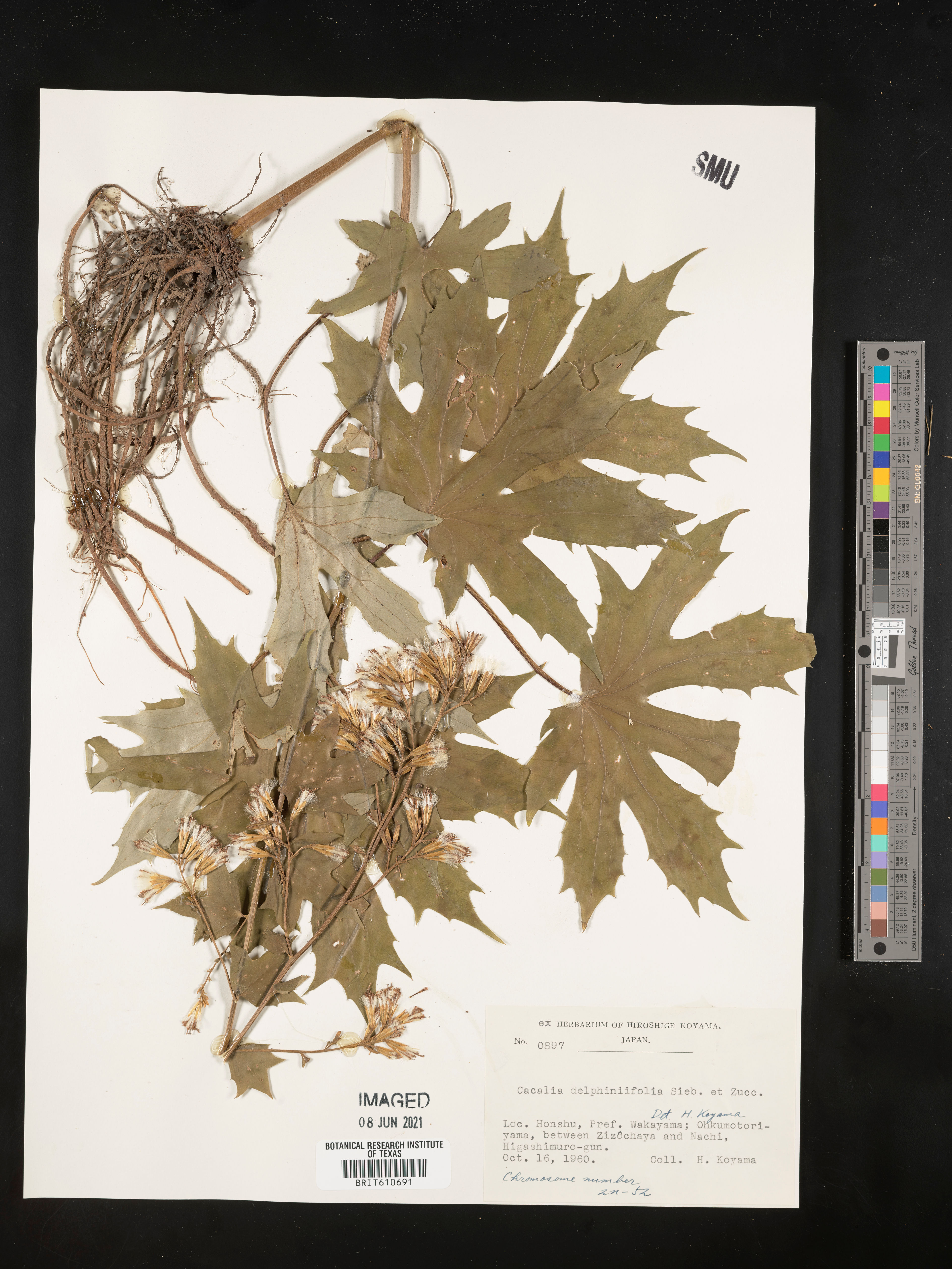 Cacalia delphiniifolia - 22