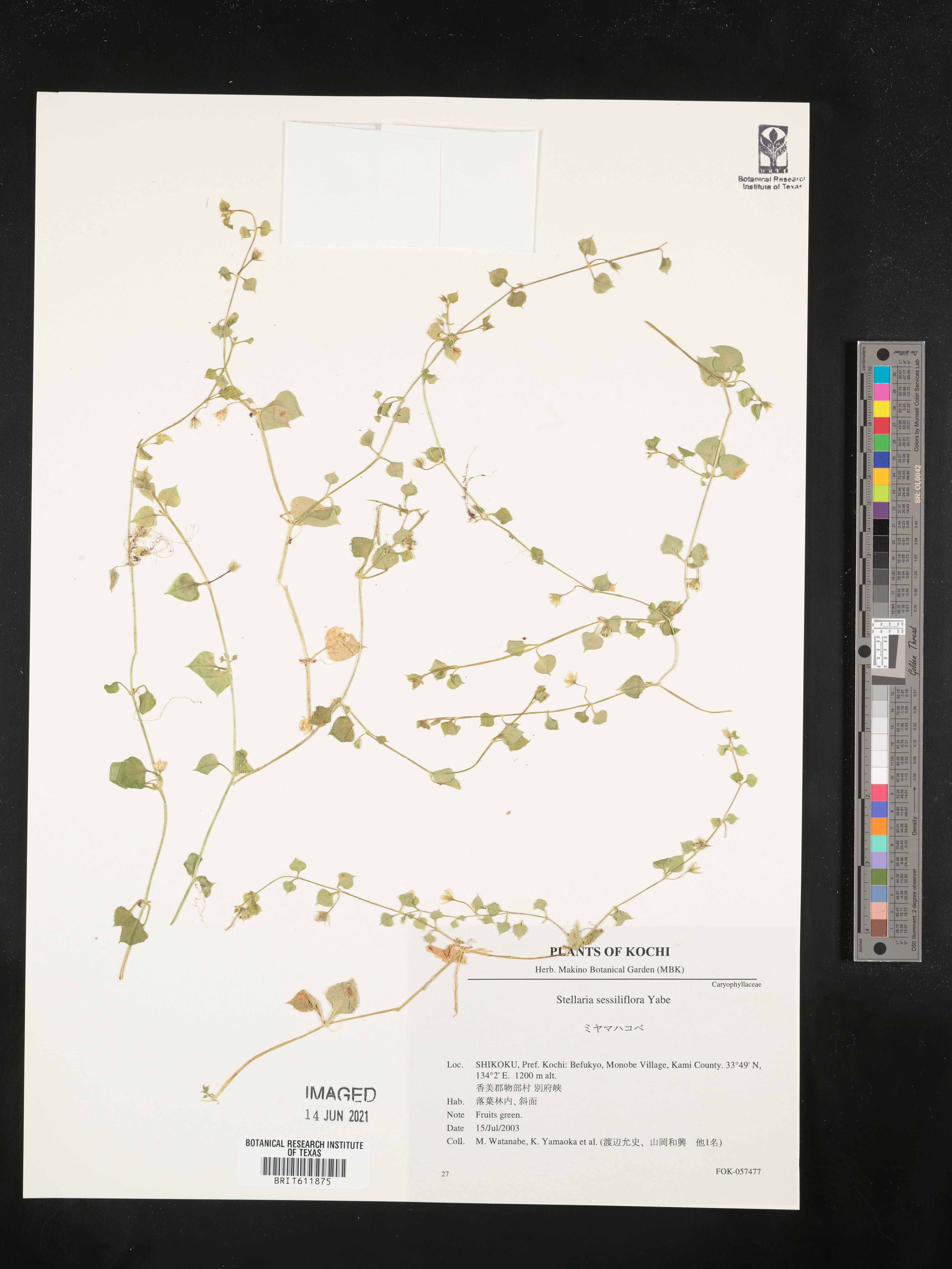 Stellaria sessiliflora - 43