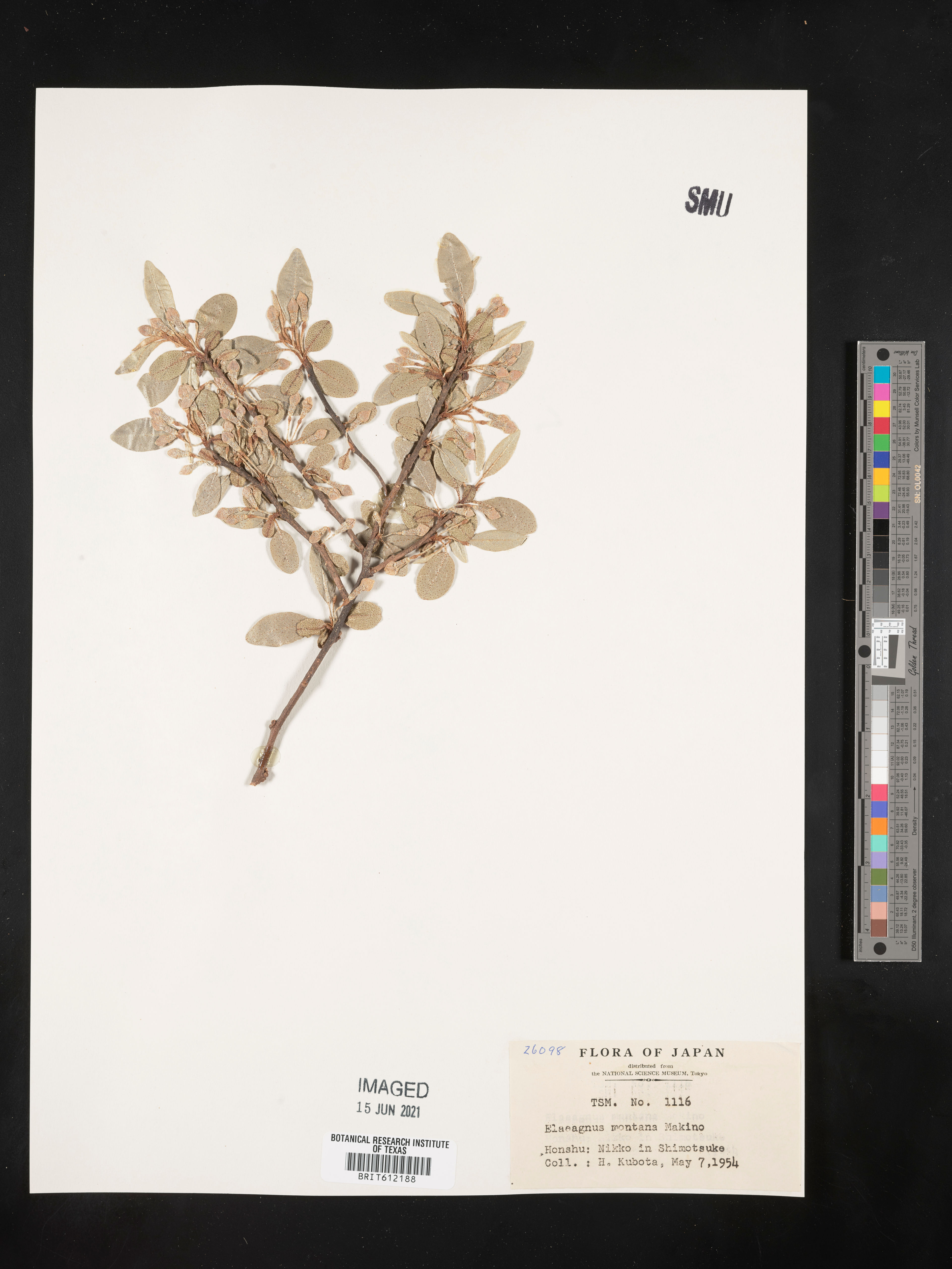 Elaeagnus montana - 37