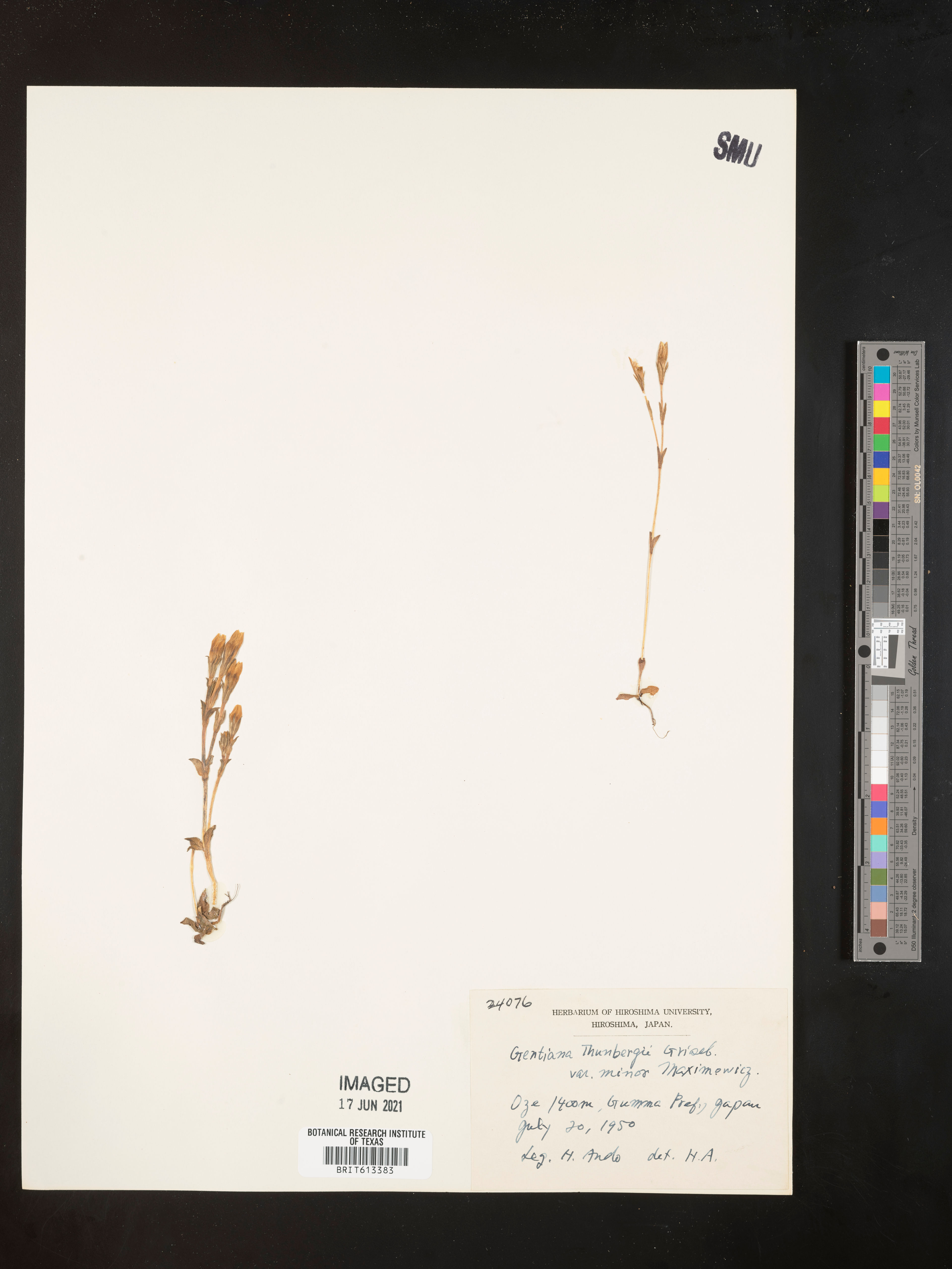 Gentiana thunbergii - 73