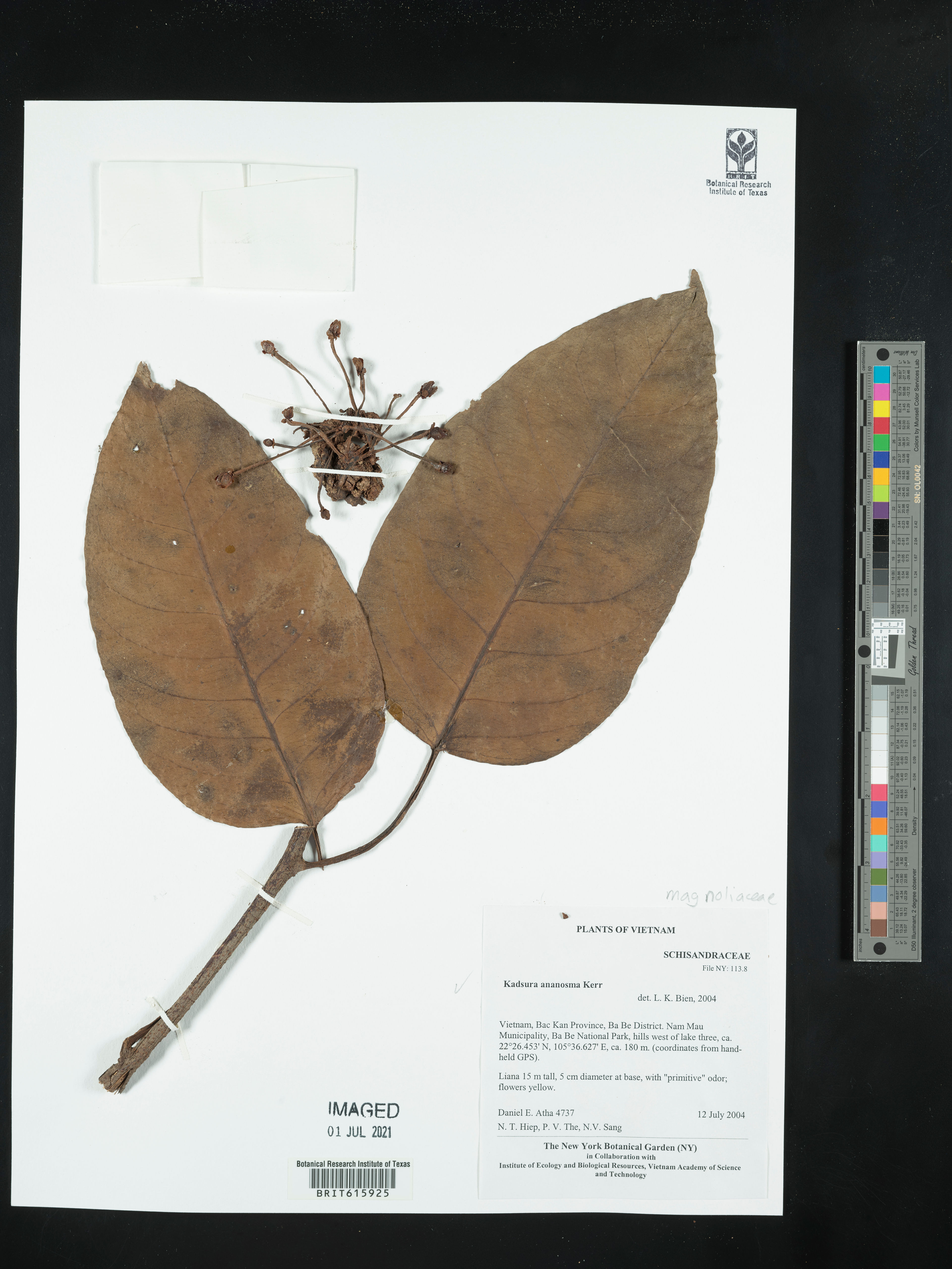 Kadsura coccinea - 94