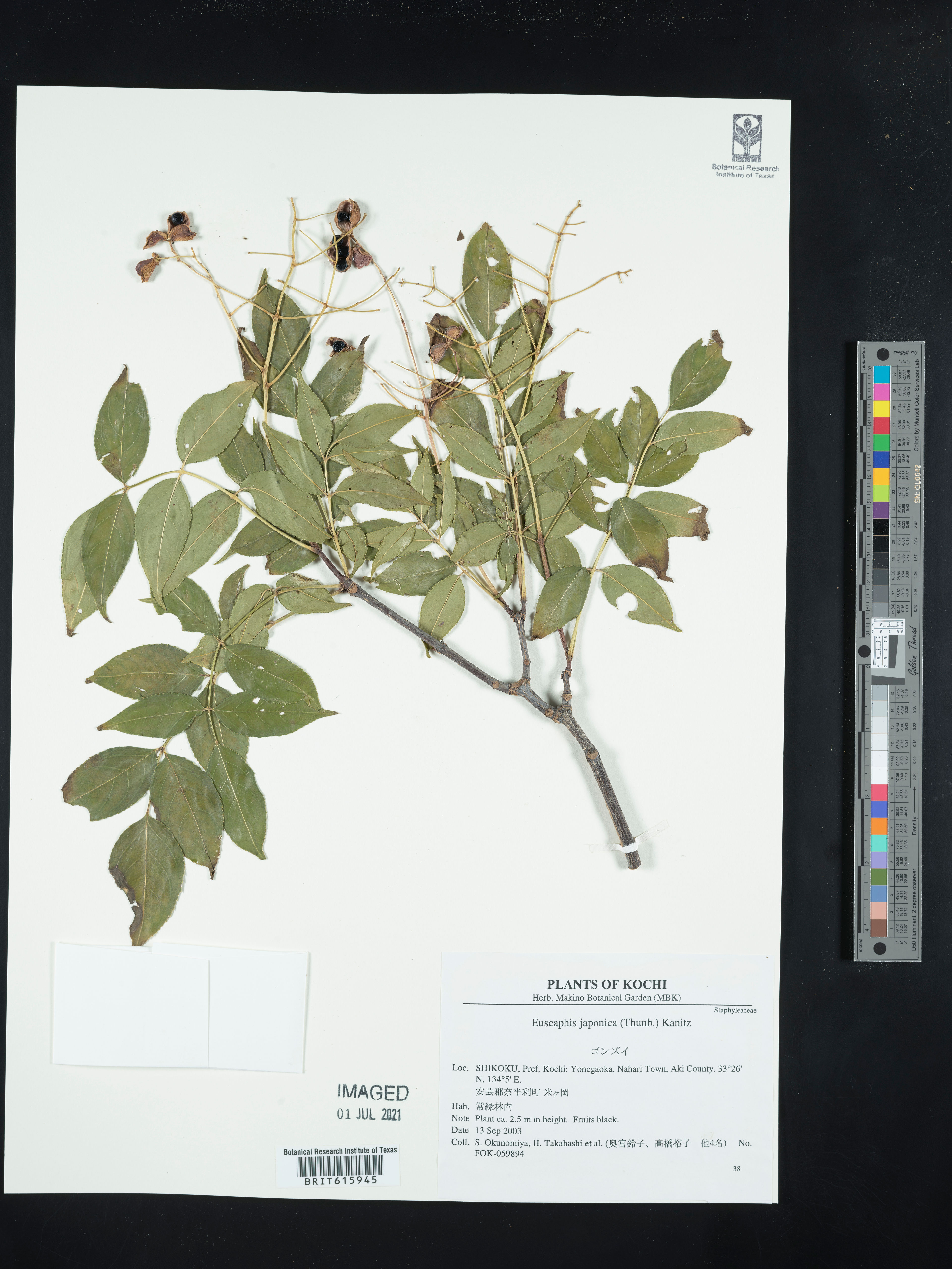 Euscaphis japonica - 45