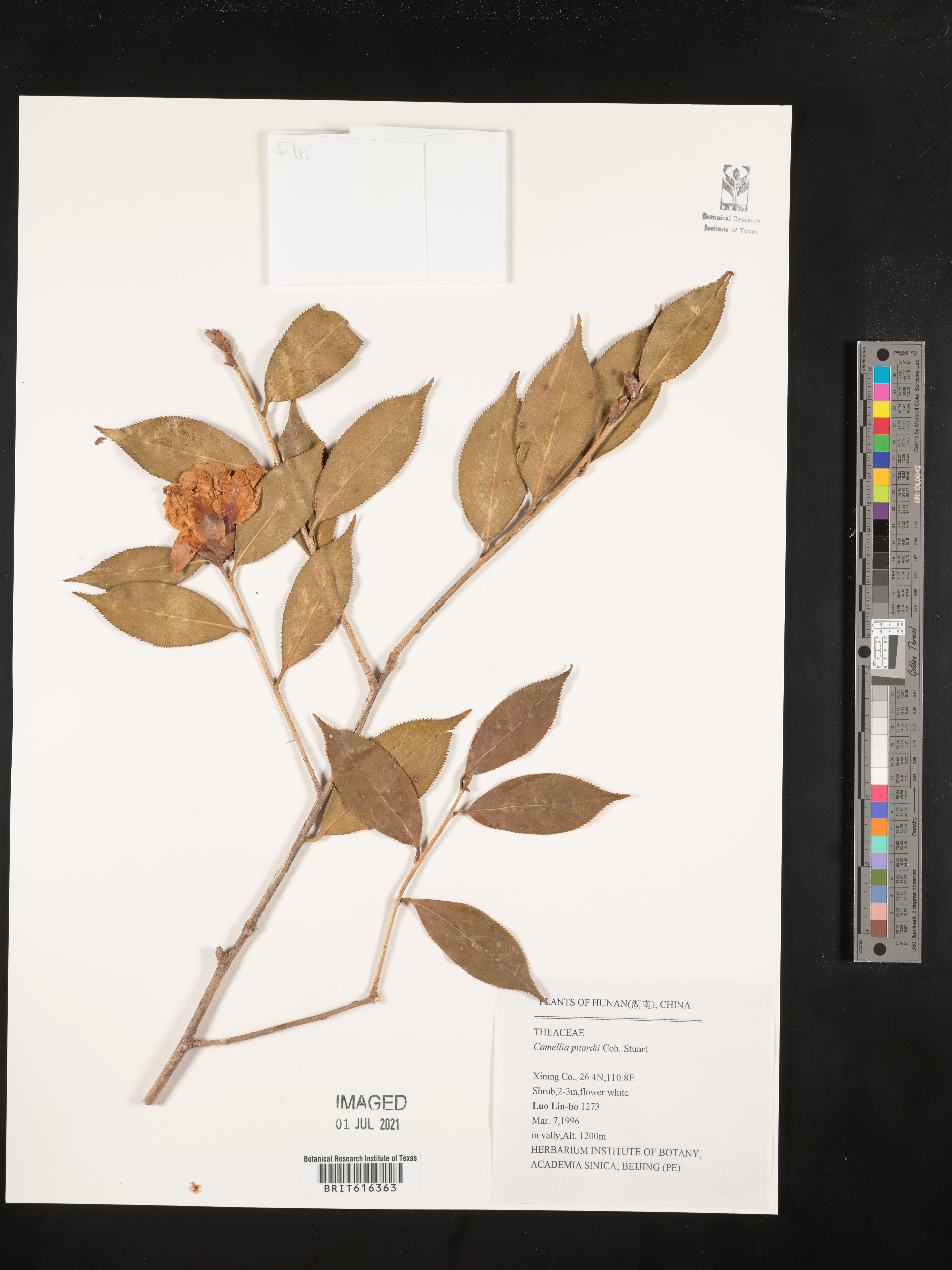 Camellia pitardii - 35