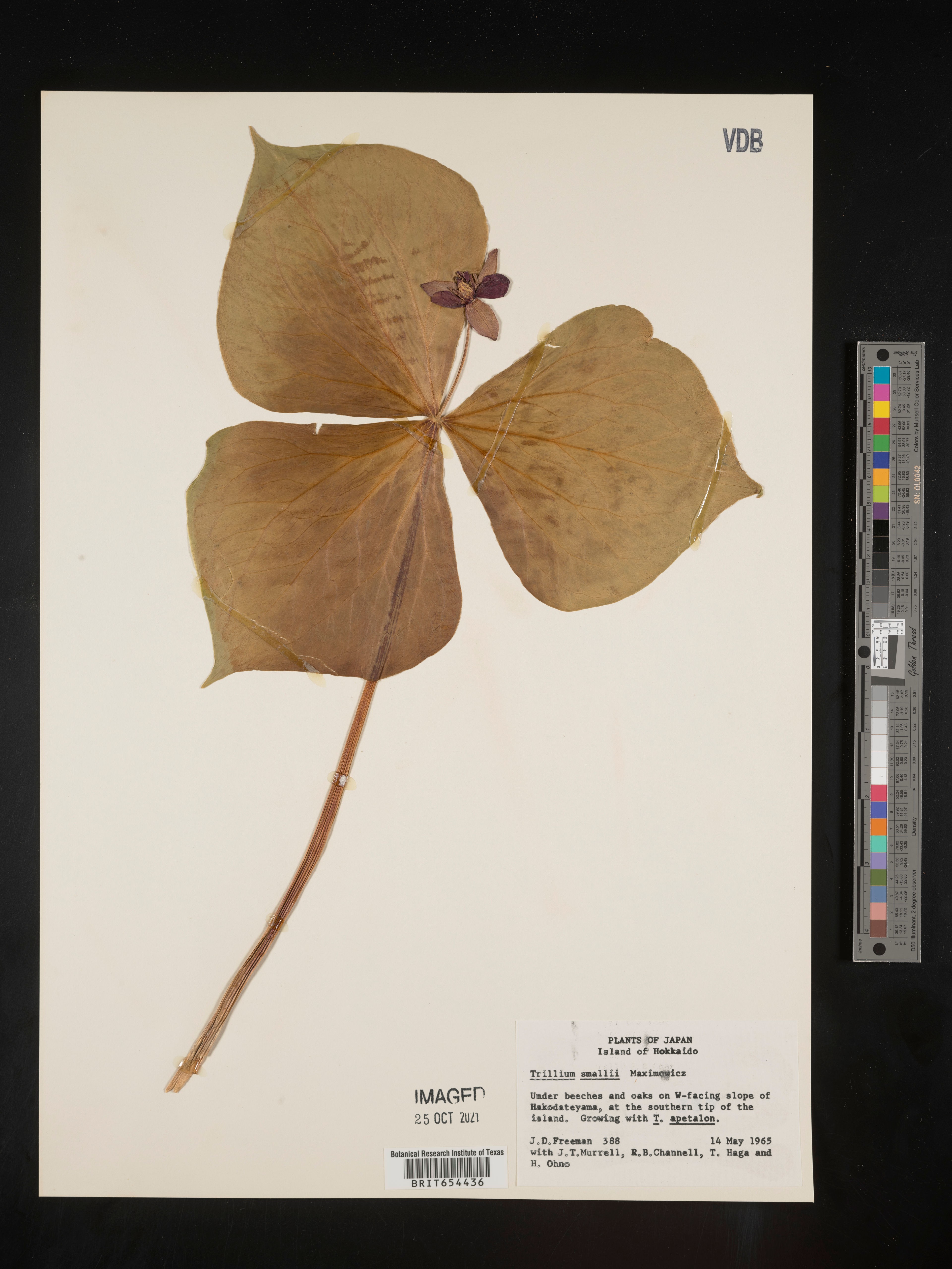 Trillium smallii - 21