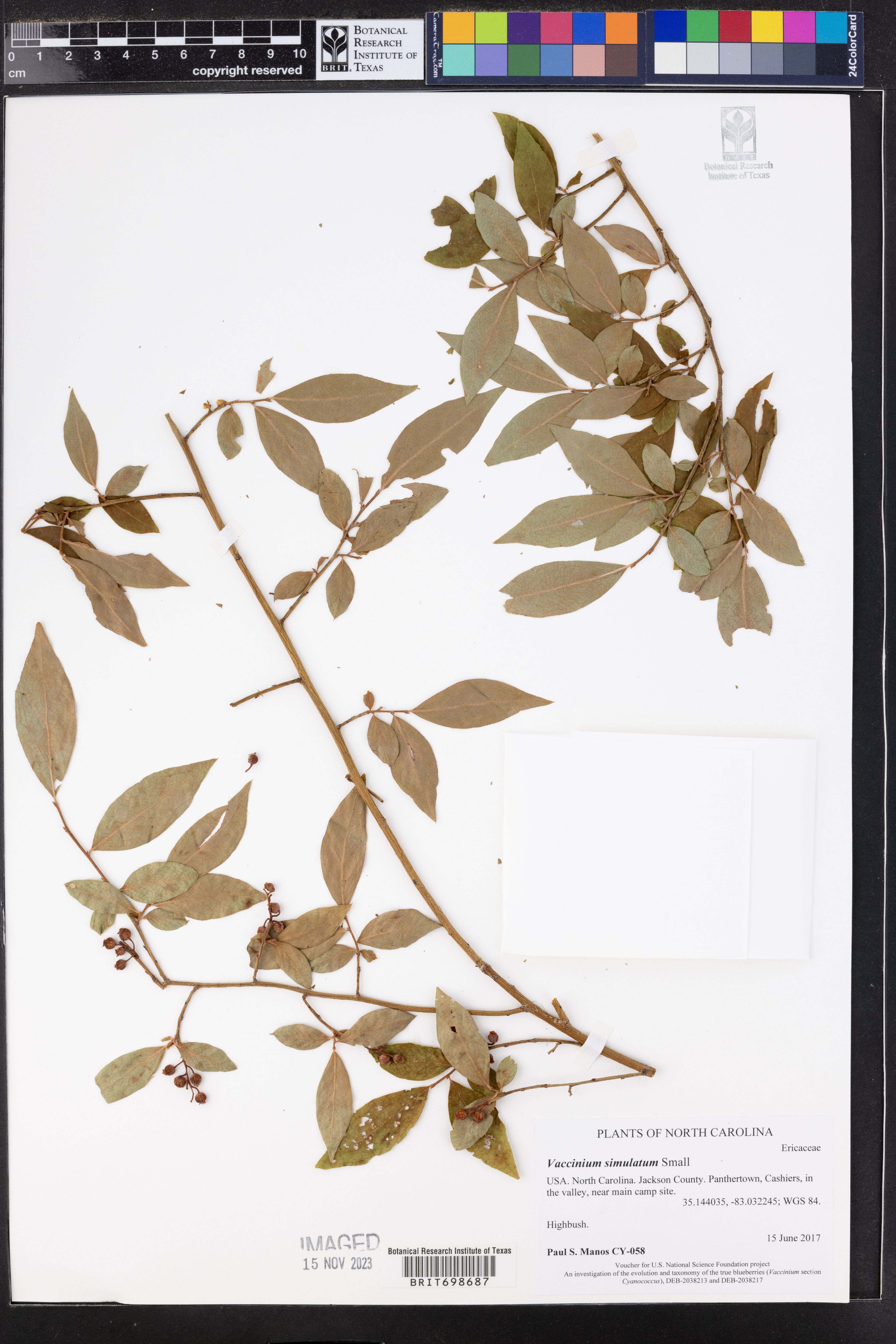 Vaccinium simulatum - 17