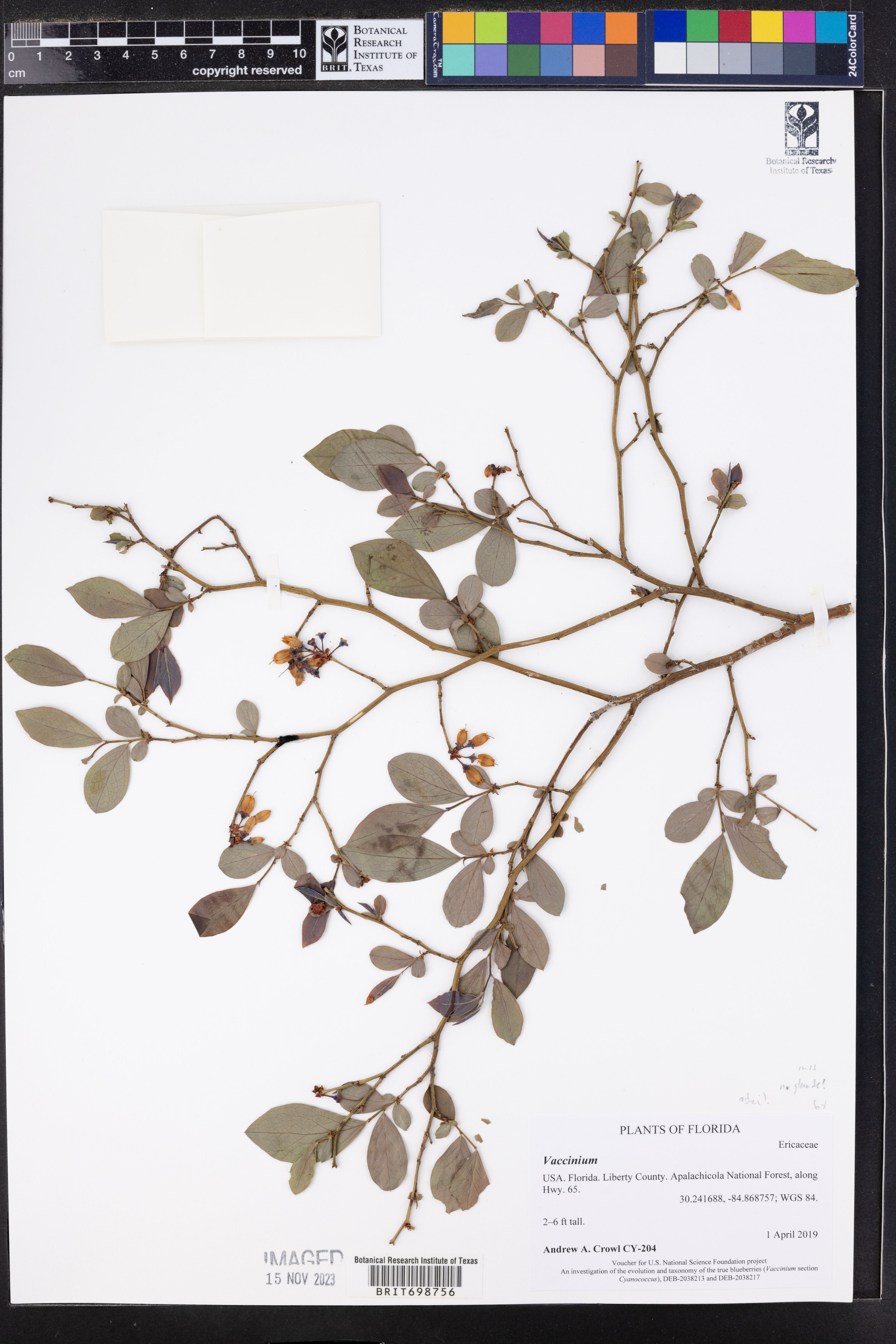Vaccinium ashei - 72