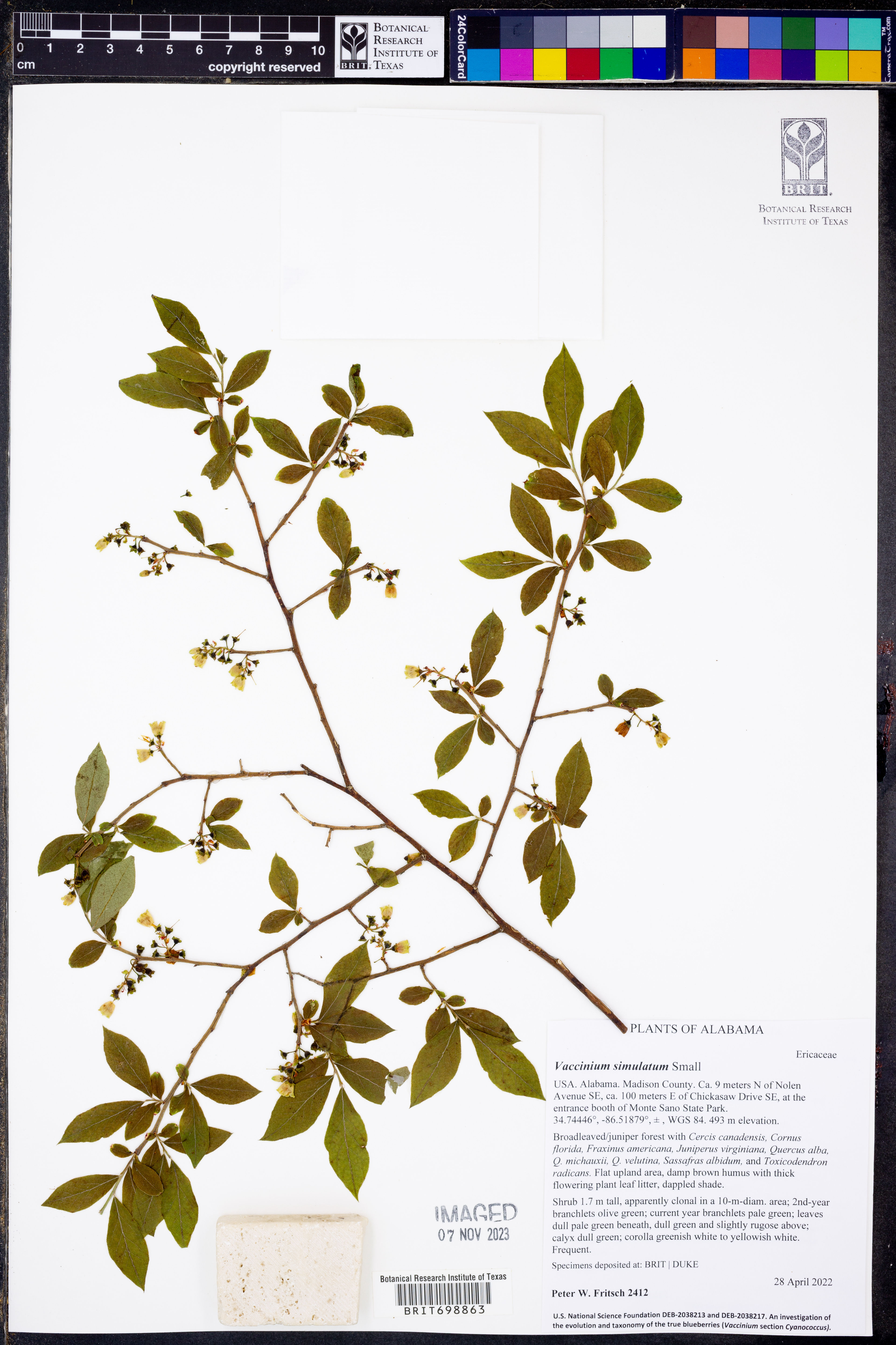 Vaccinium simulatum - 21