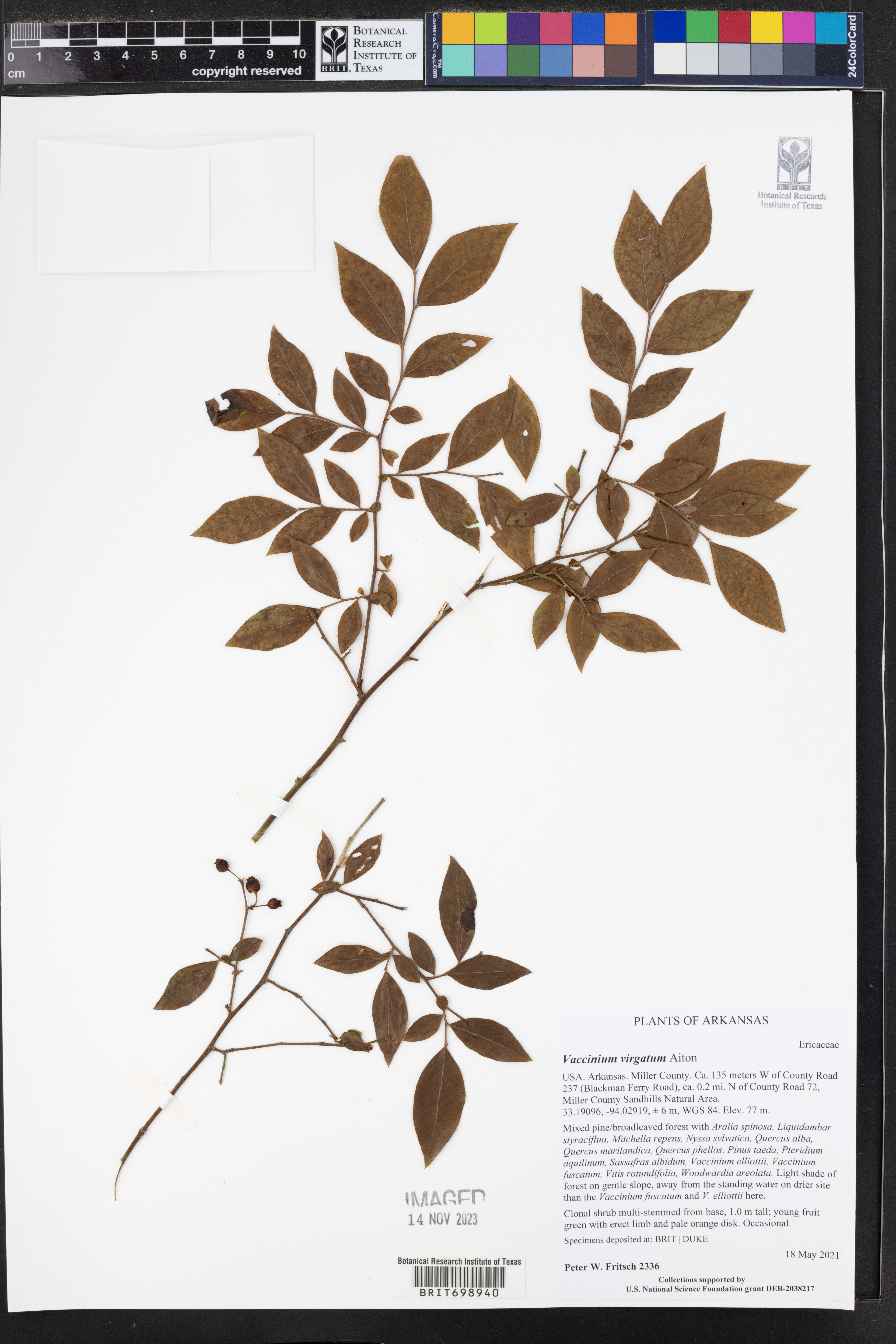 Vaccinium virgatum - 37