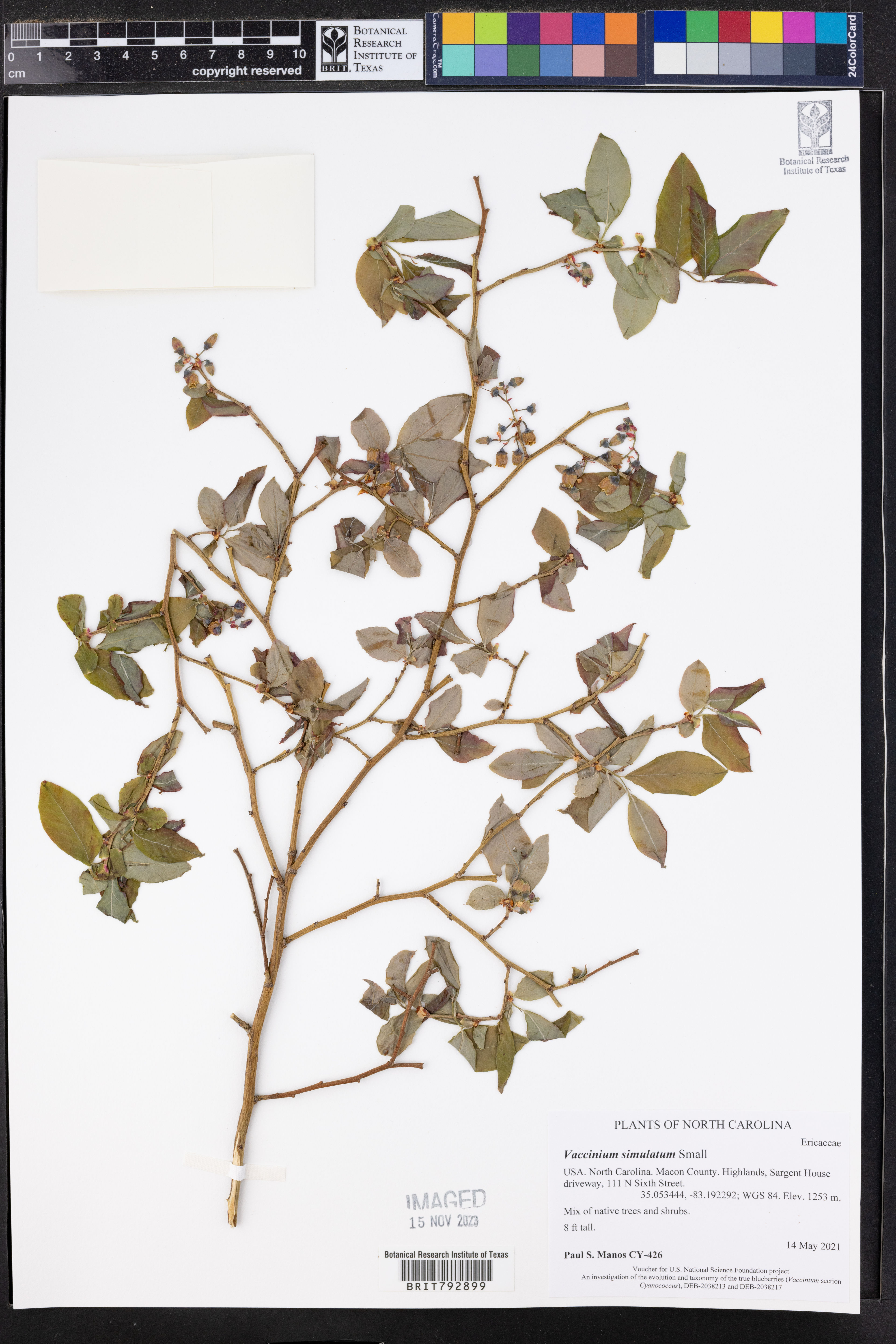 Vaccinium simulatum - 103