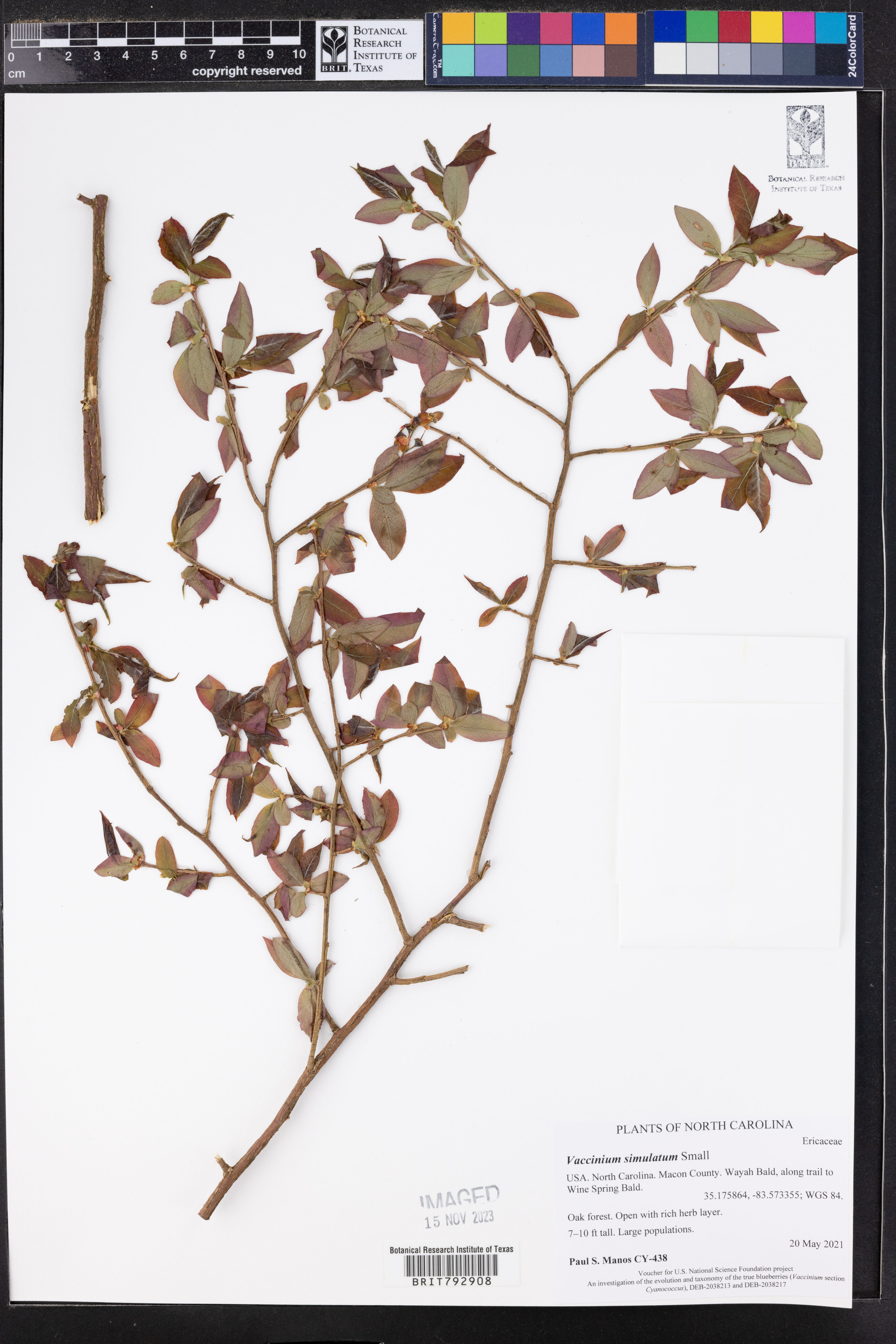 Vaccinium simulatum - 78