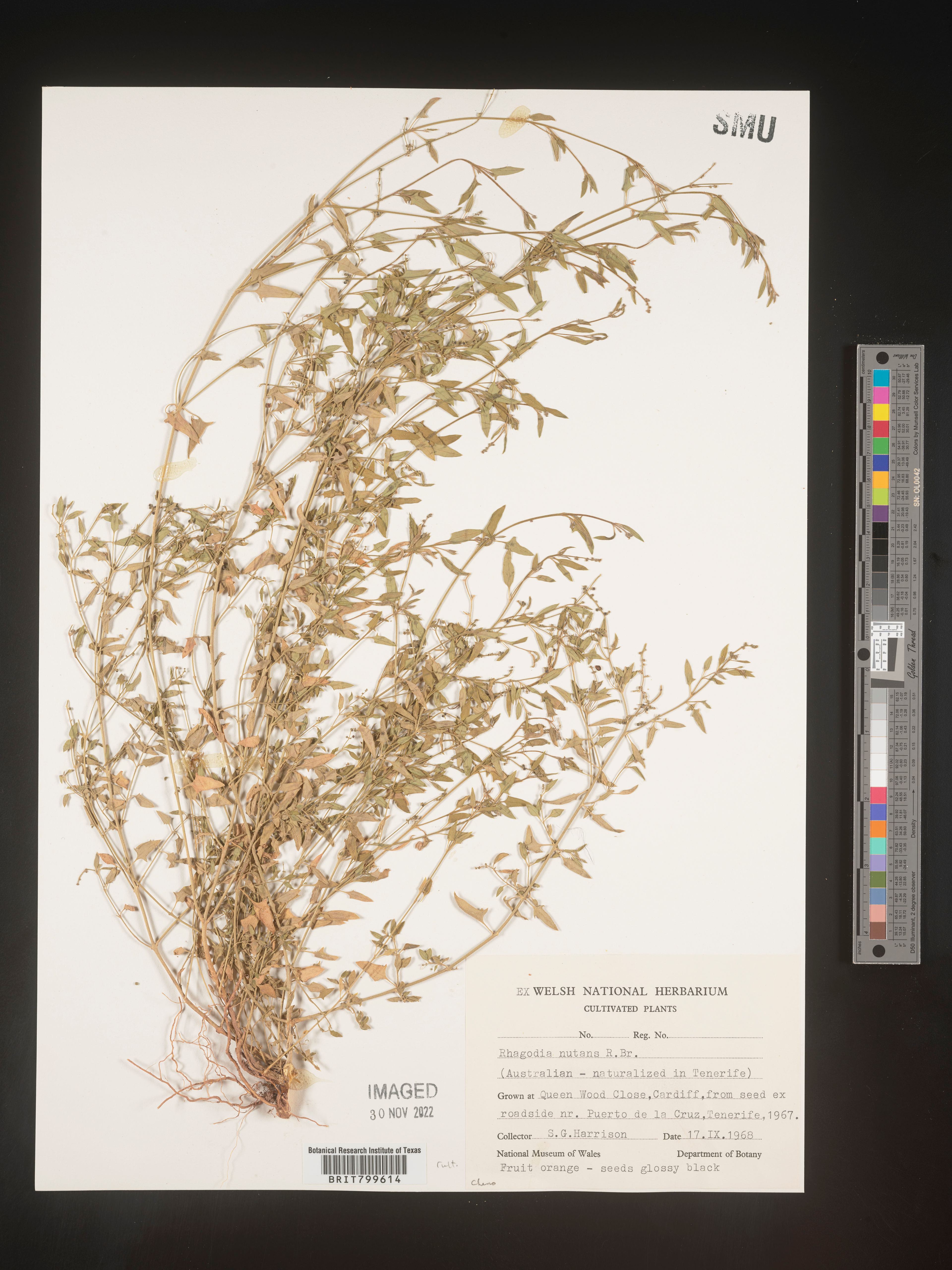 Rhagodia nutans - 14