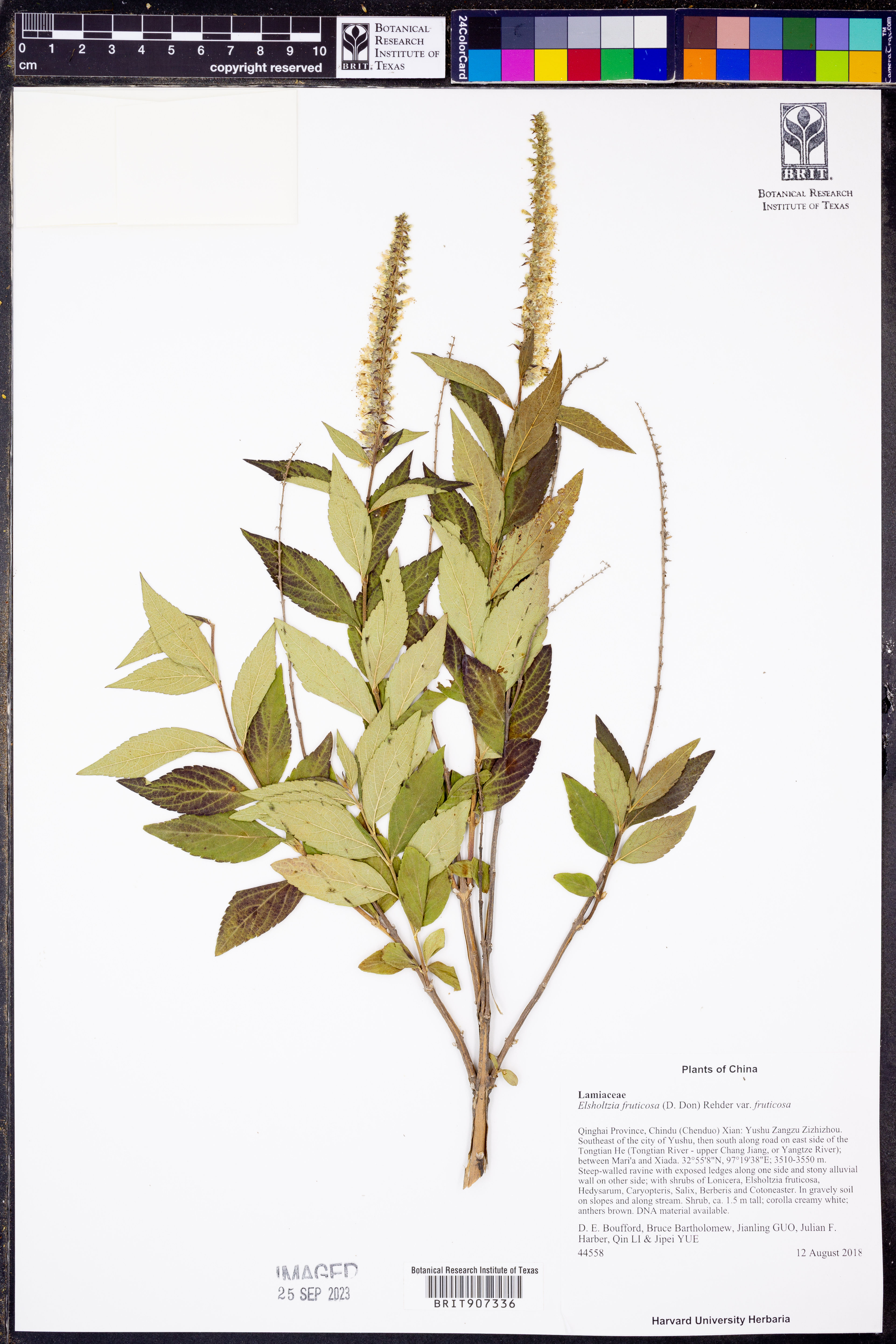 Elsholtzia fruticosa - 51